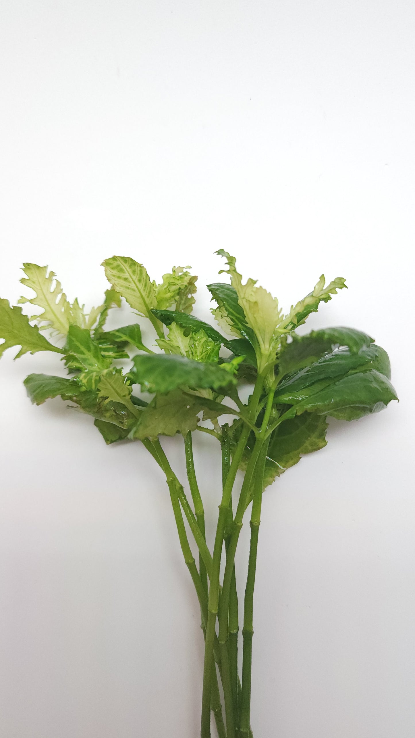 Hygrophila difformis variegated