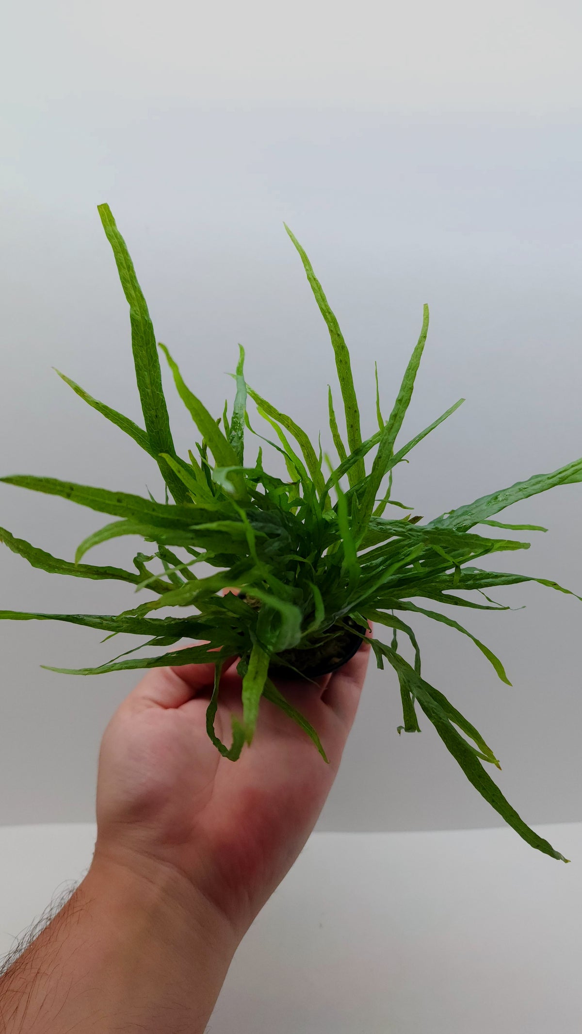 Microsorum pteropus 'trident mini'