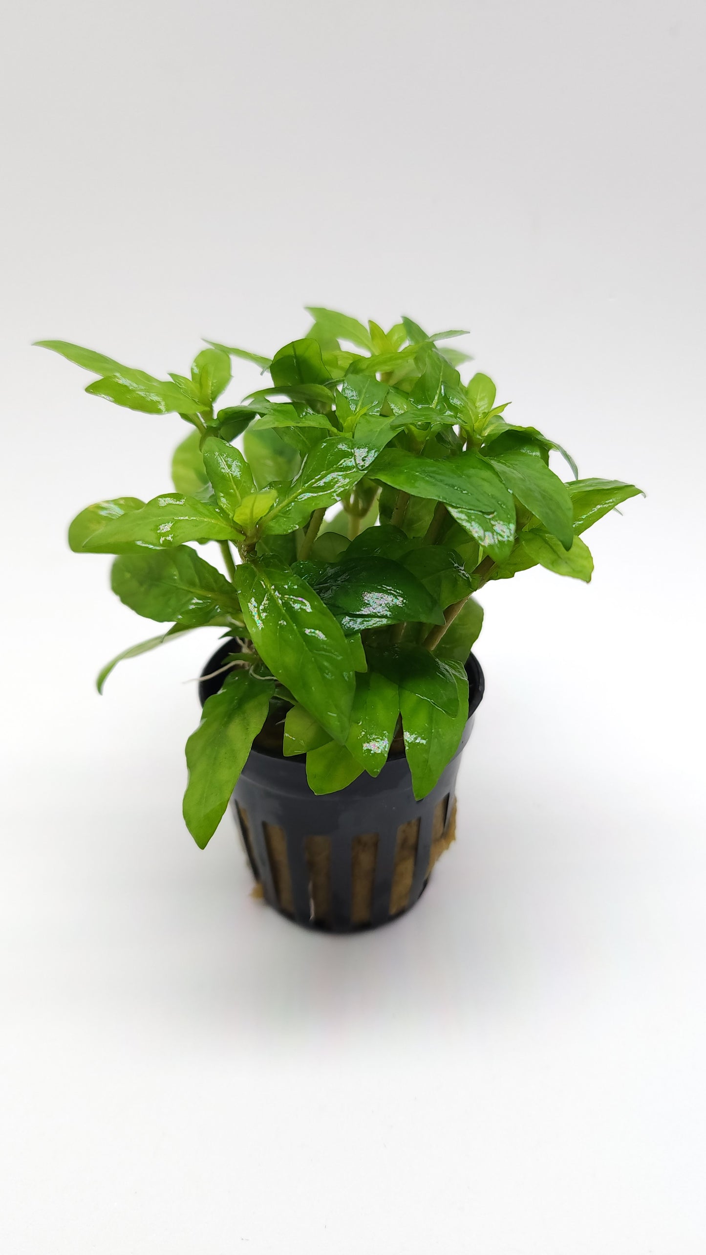 Staurogyne repens