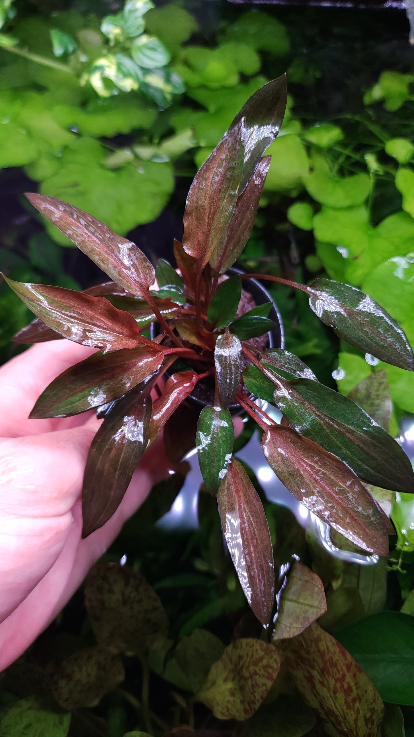 Cryptocoryne Wendtii 'Florida Sunset'