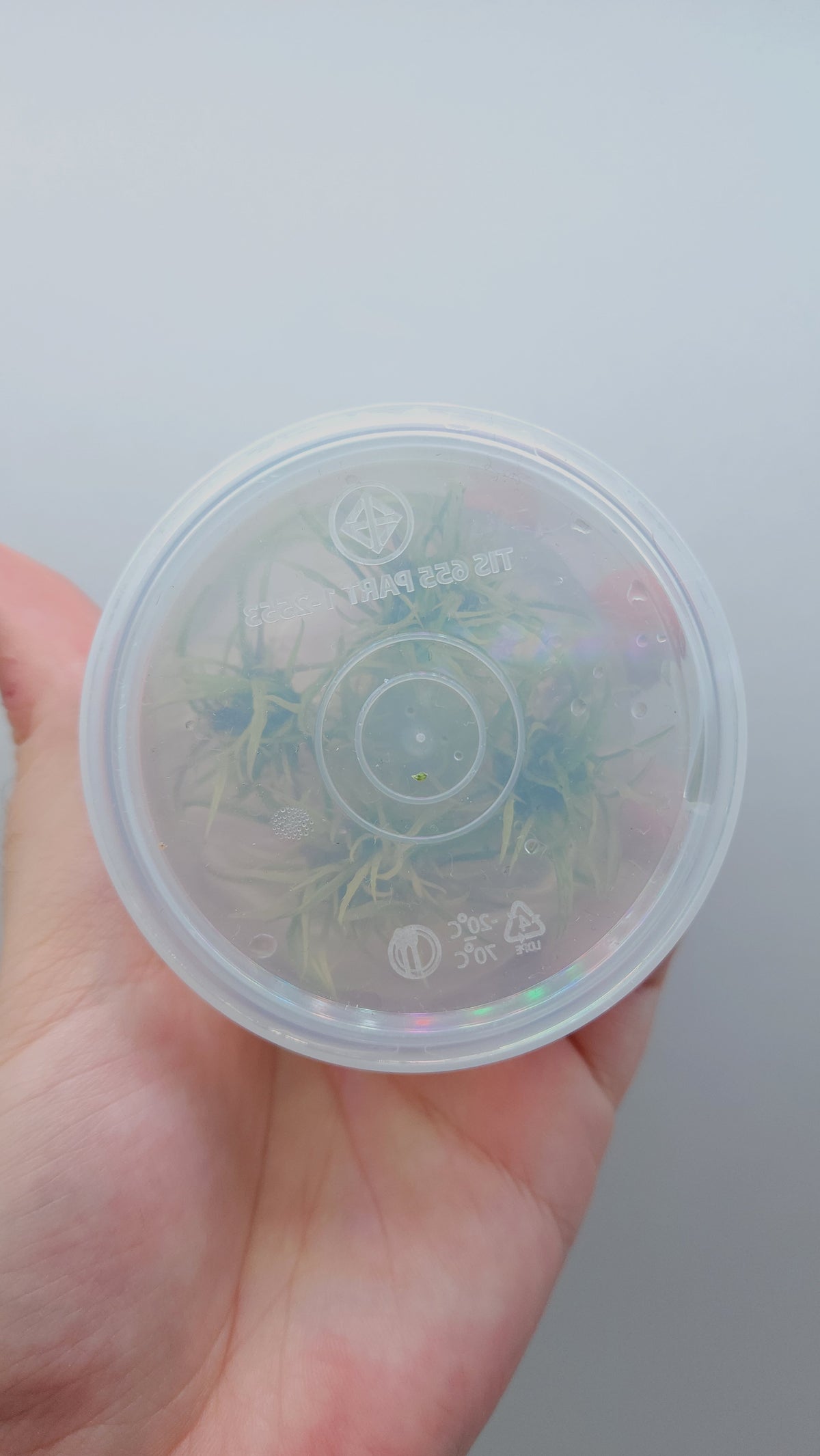 Cryptocoryne Green Gecko T/C CUP