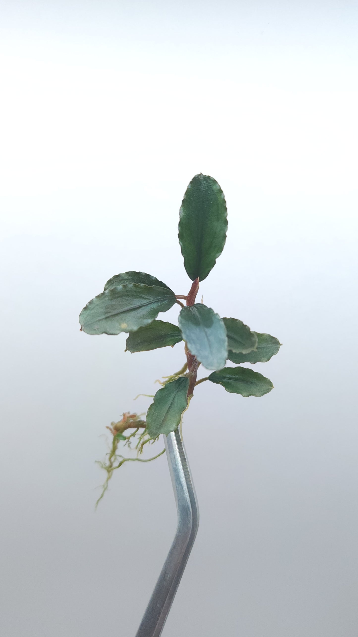BUCEPHALANDRA SP. CHERISH