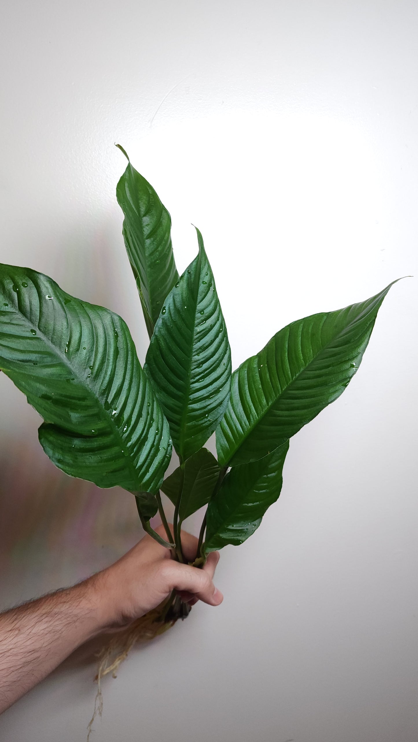 Anubias heterophylla Extra Large