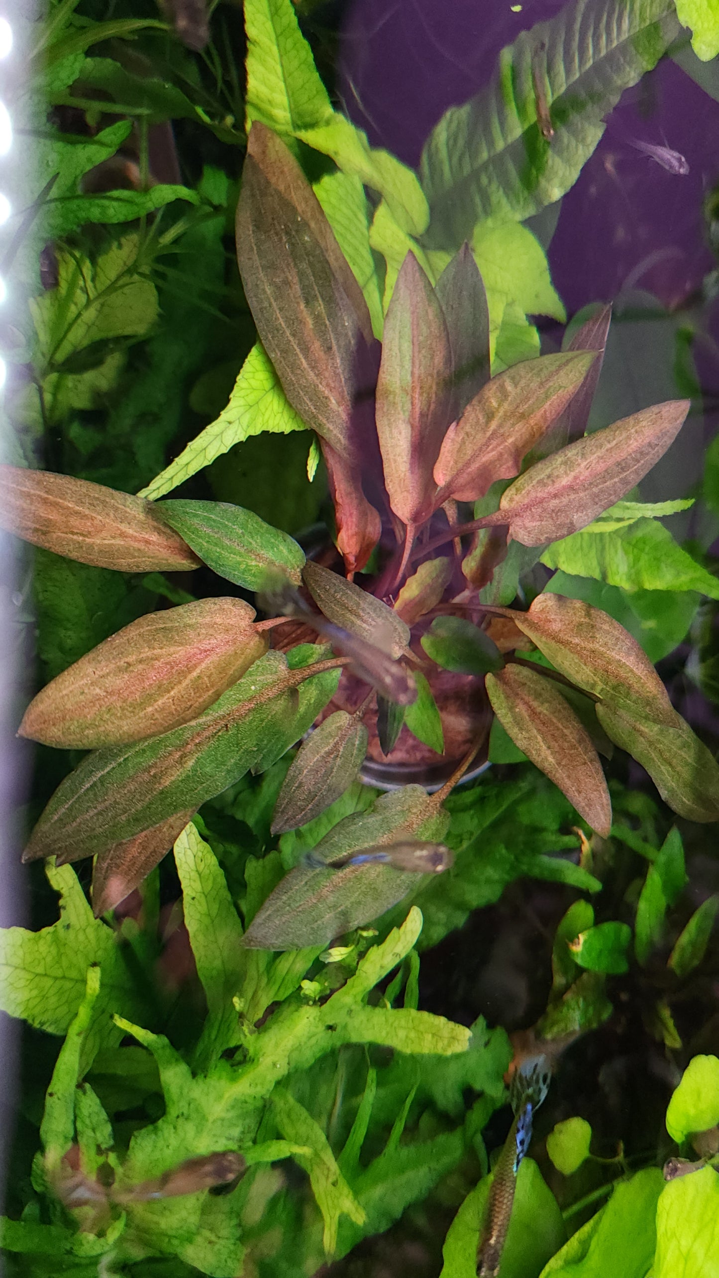 Cryptocoryne Wendtii 'Florida Sunset'