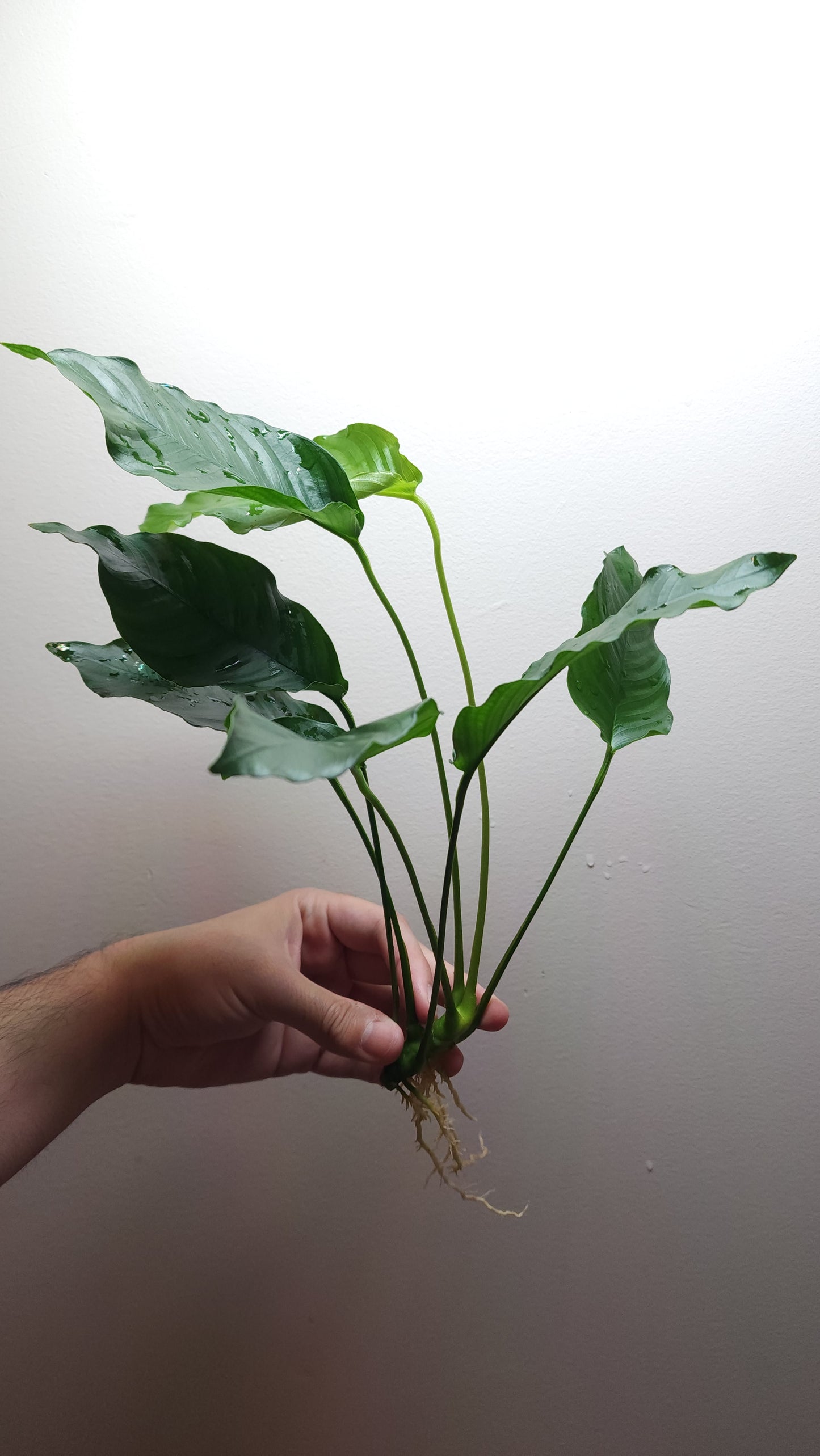 Anubias barteri crispus