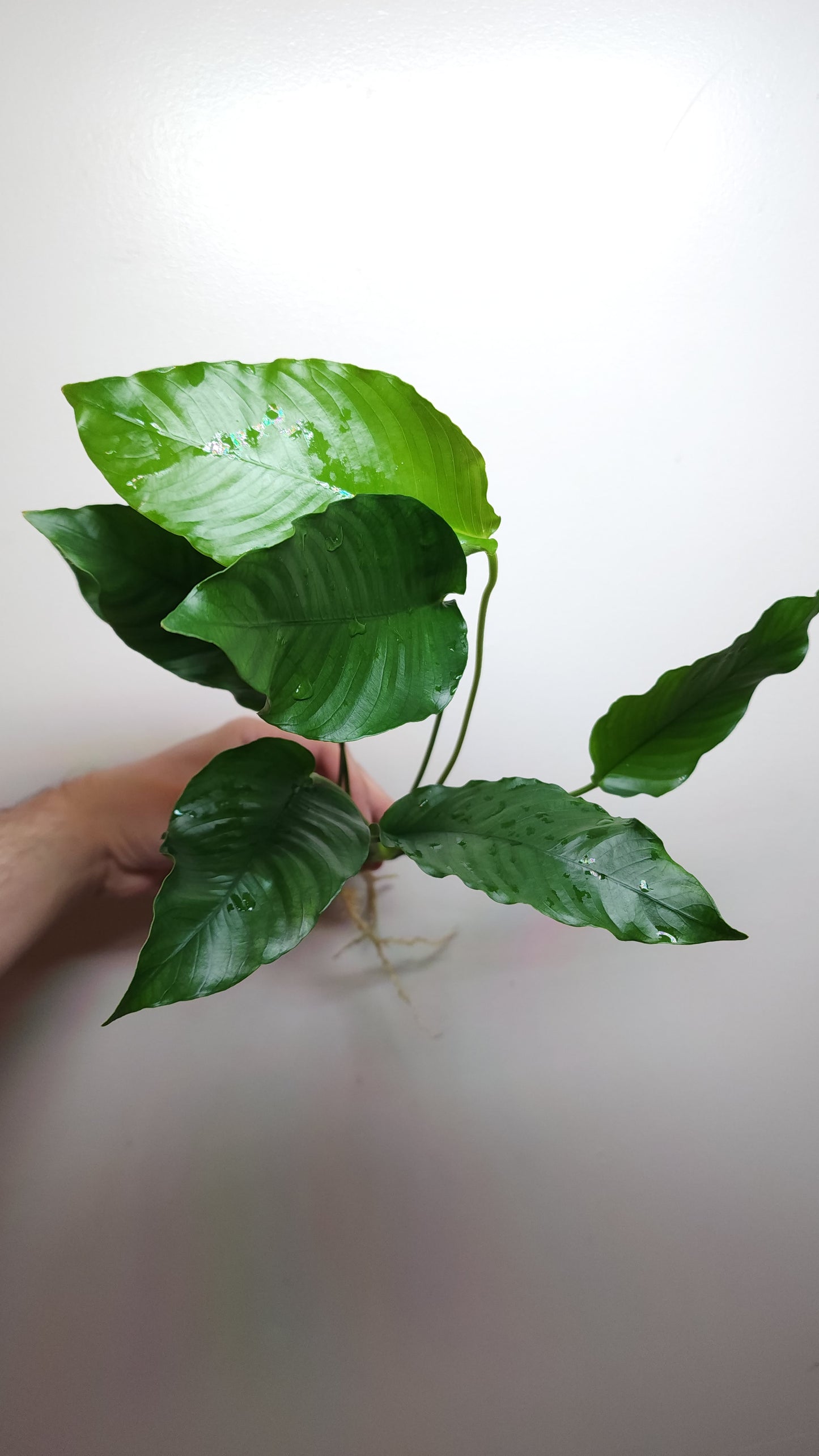 Anubias barteri crispus