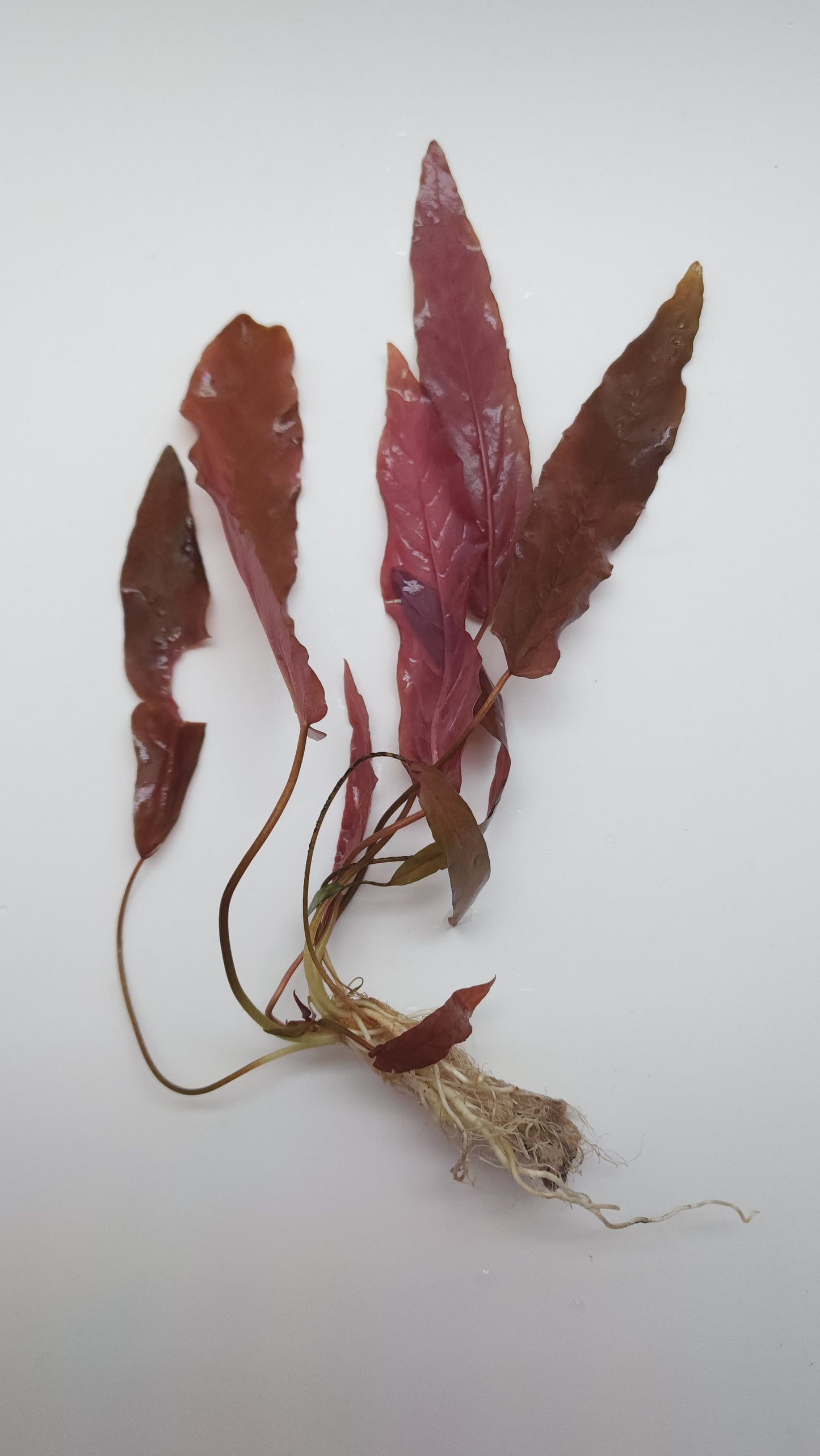 Barclaya longifolia Red bulb