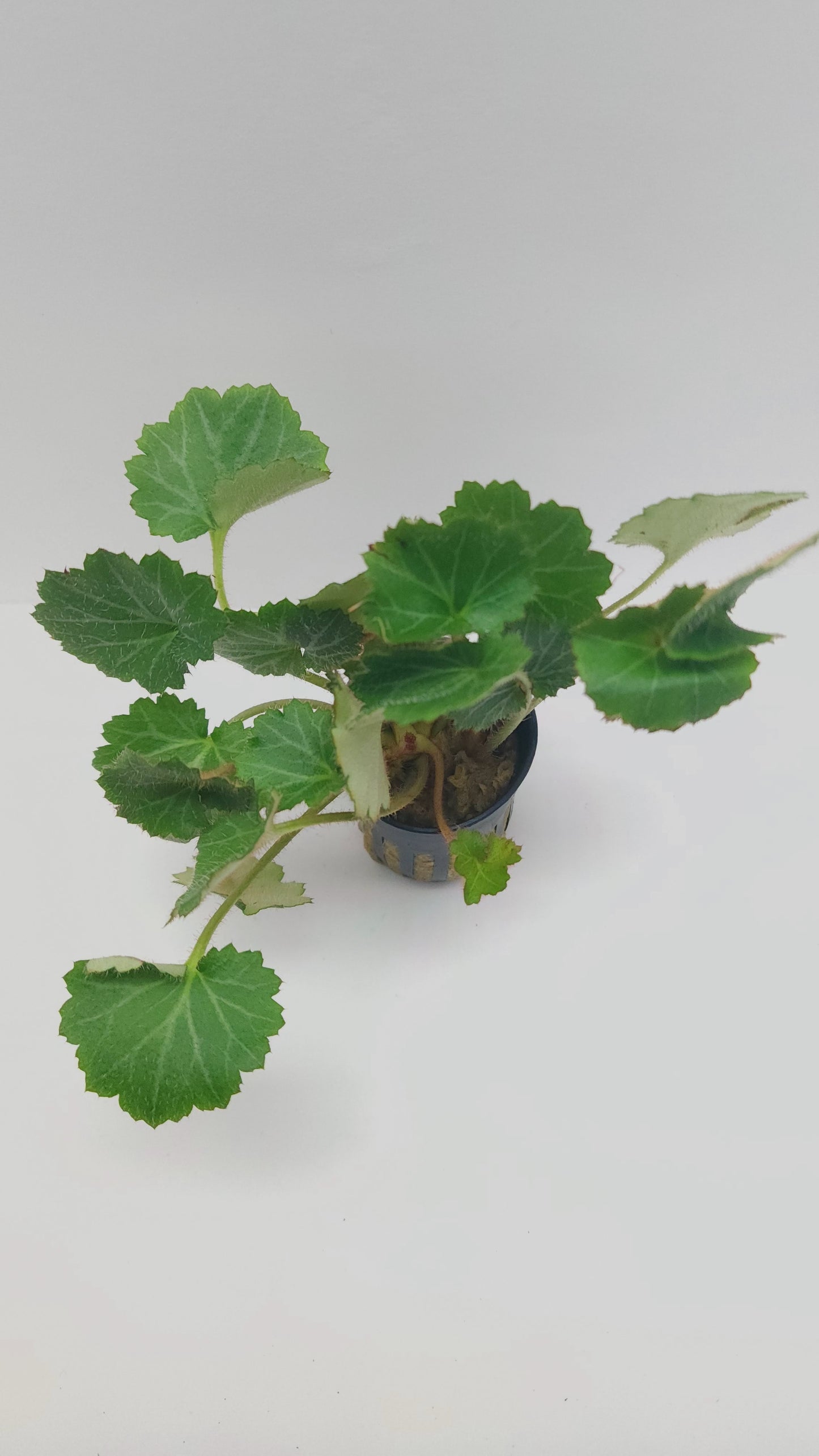 Saxifraga stolonifera (strawberry begonia)