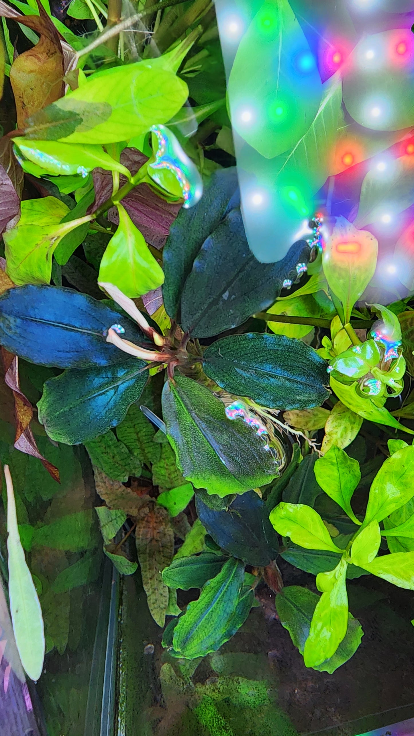 BUCEPHALANDRA SP. HADES