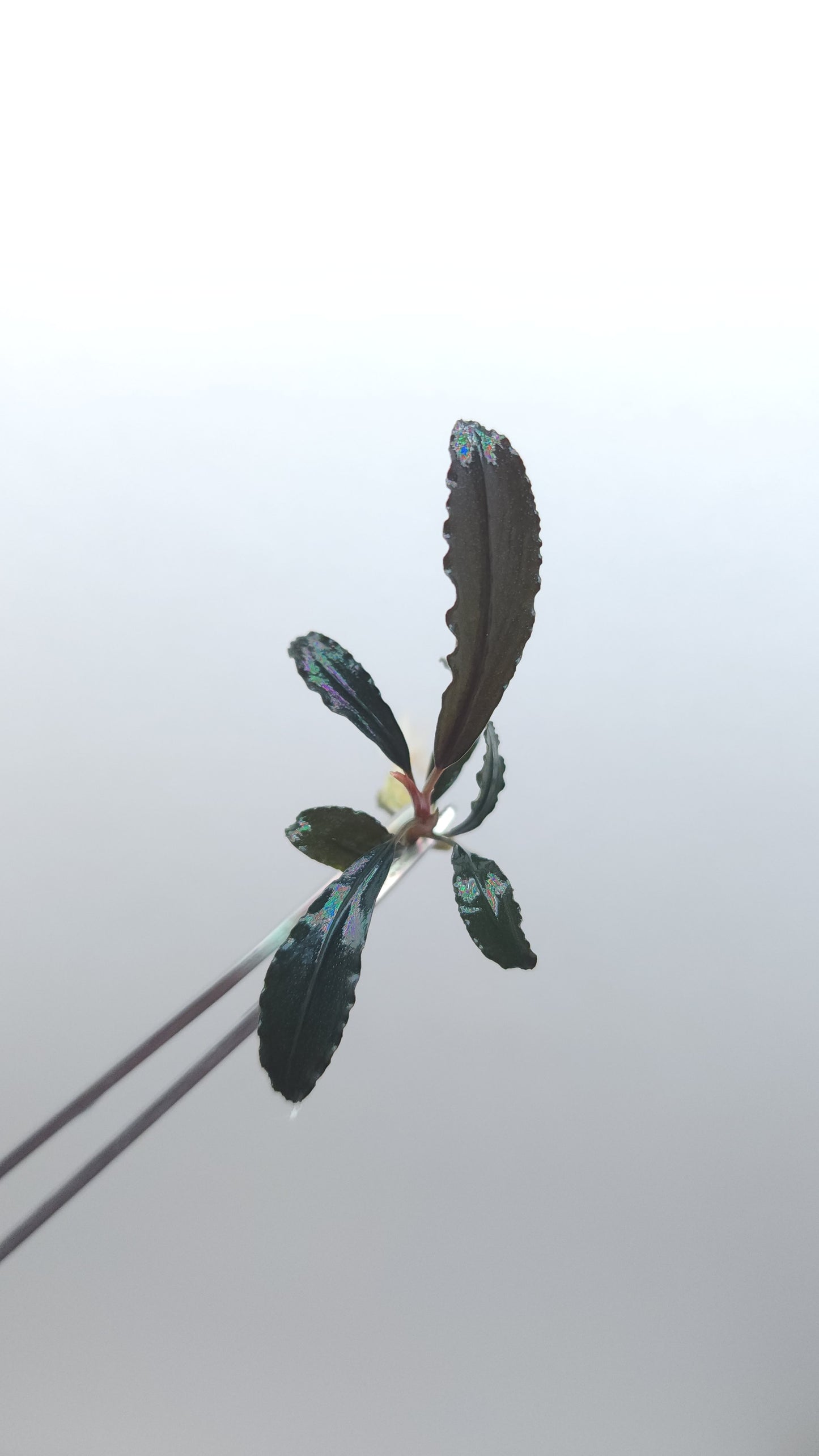 BUCEPHALANDRA SP. CHERISH 2