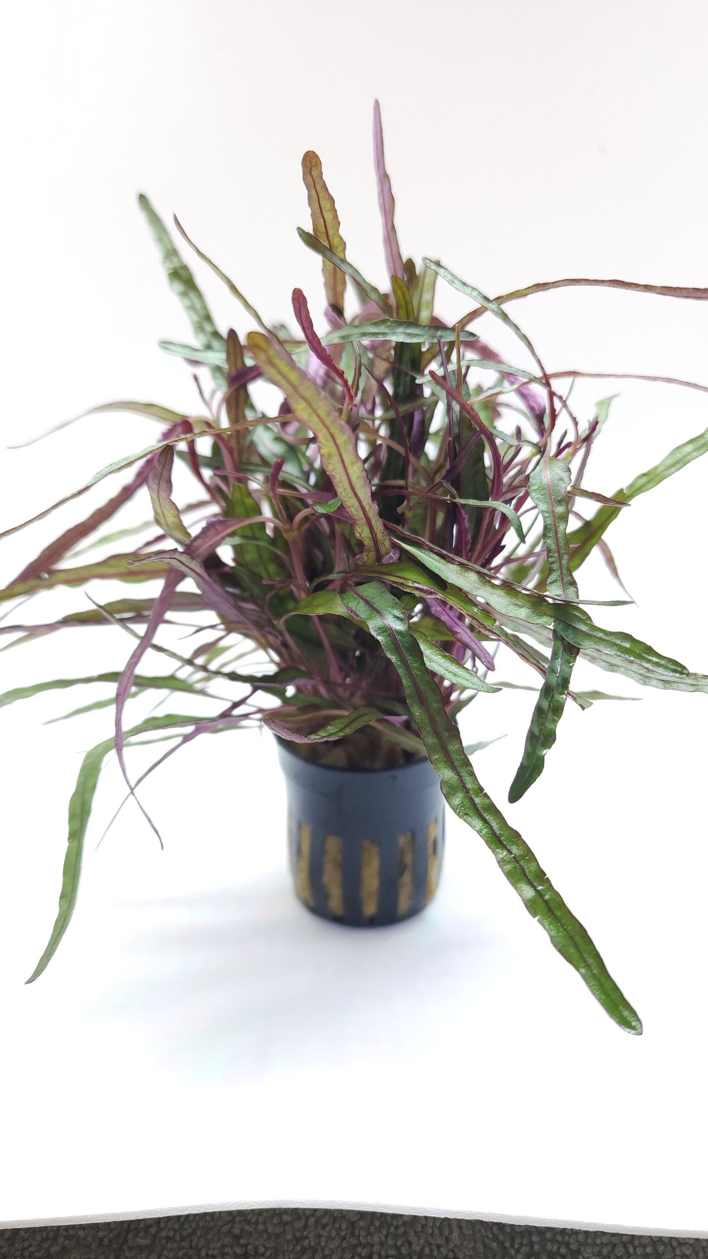 Hemigraphis Repanda Narrow