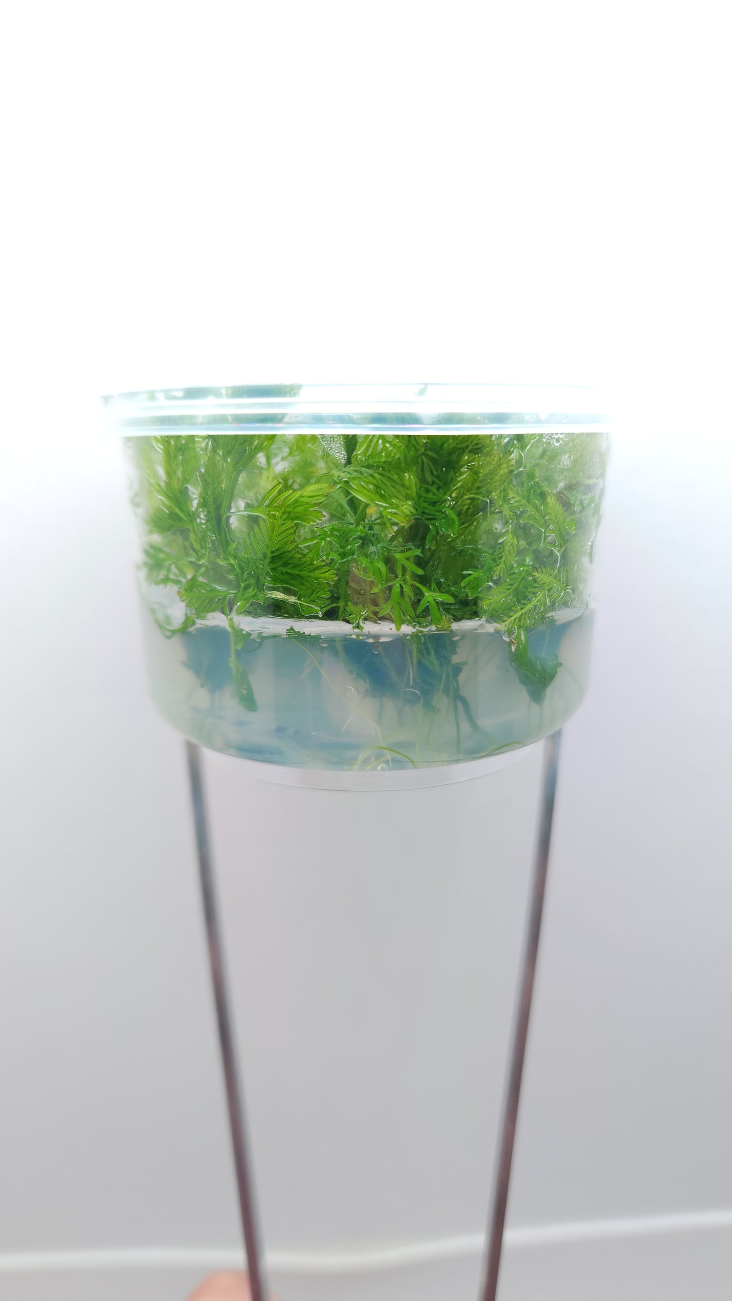 Myriophyllum elatinoides (Snowflake) T/C CUP