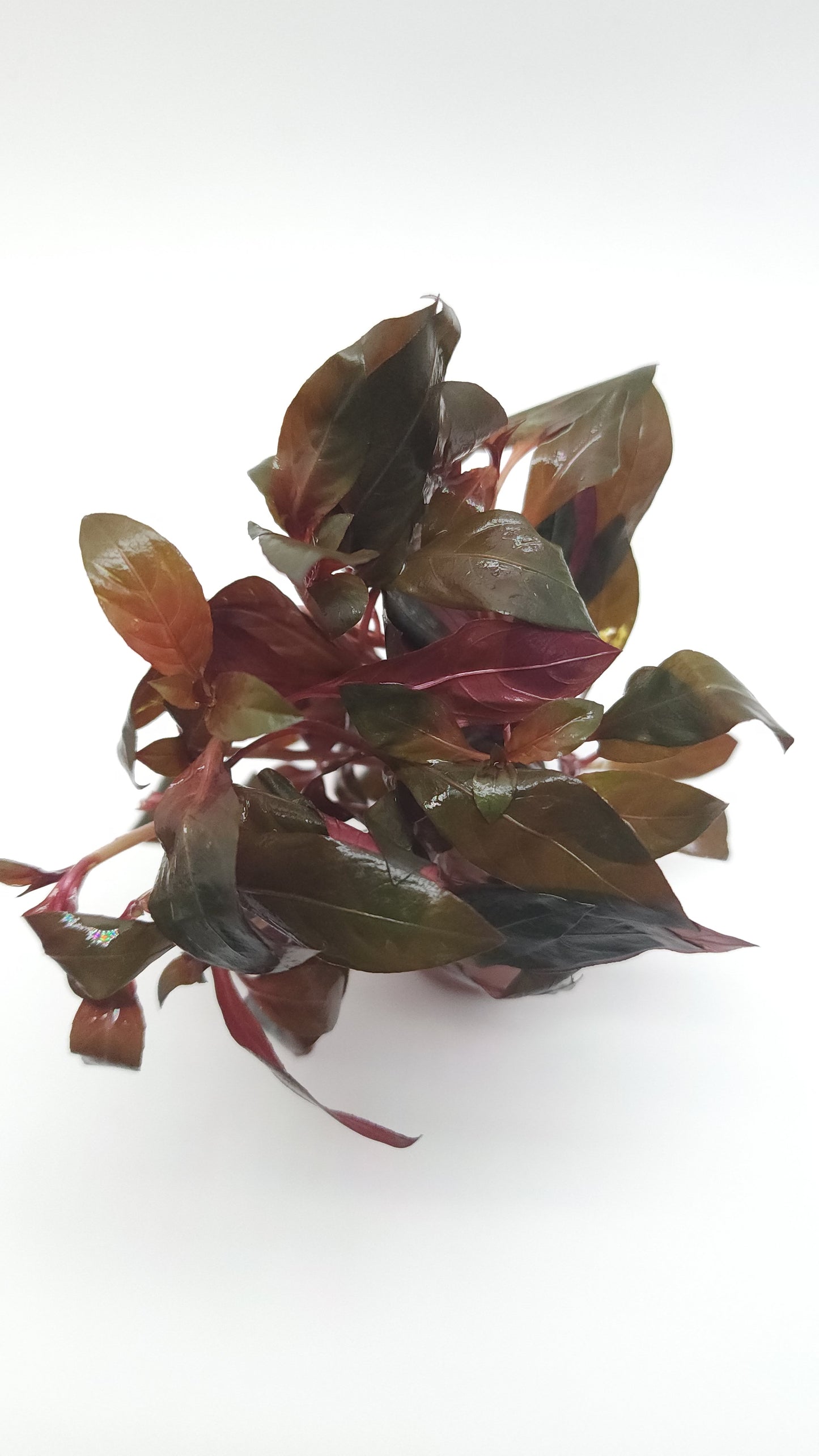 Ludwigia glandulosa