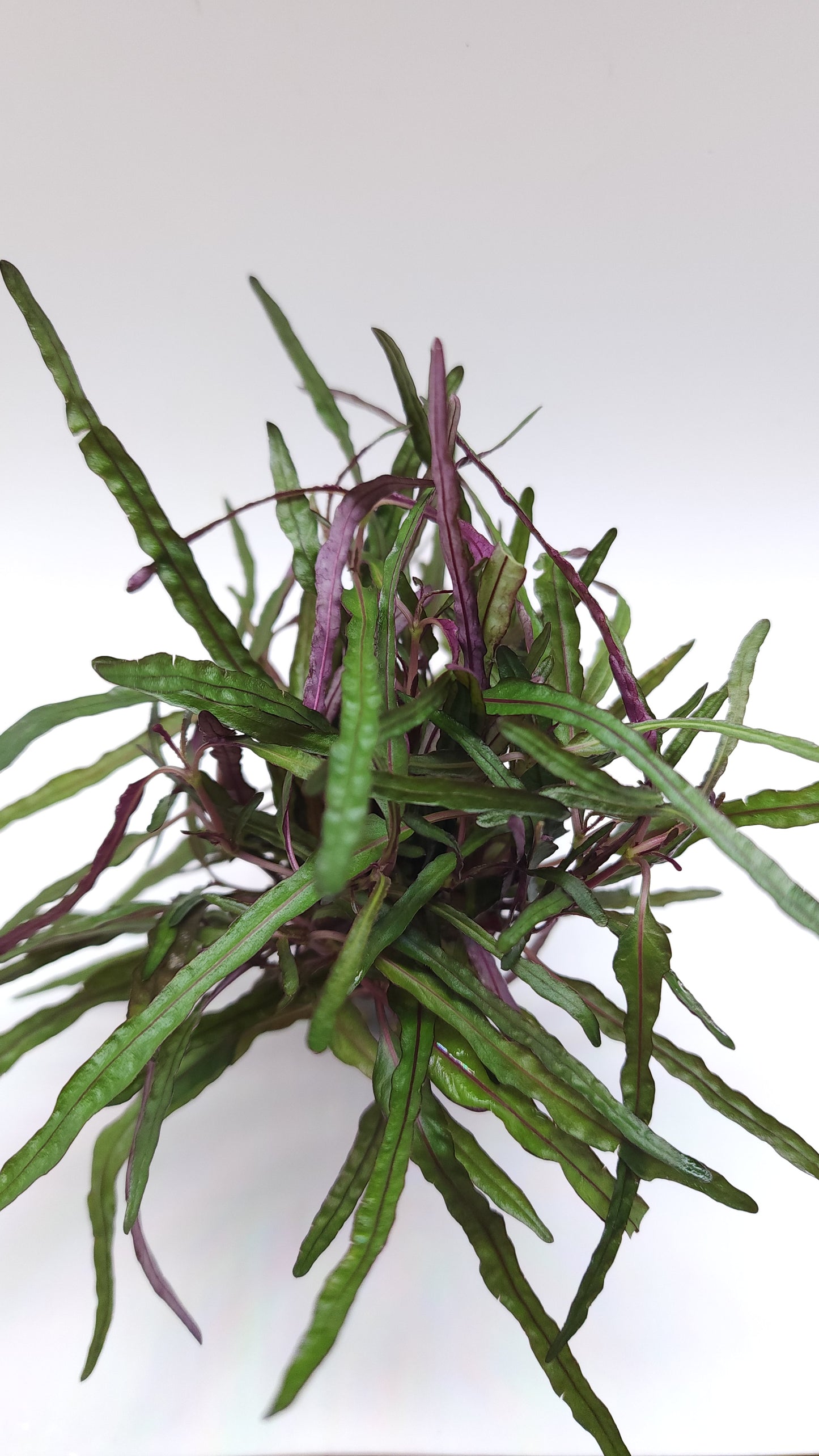Hemigraphis Repanda Narrow