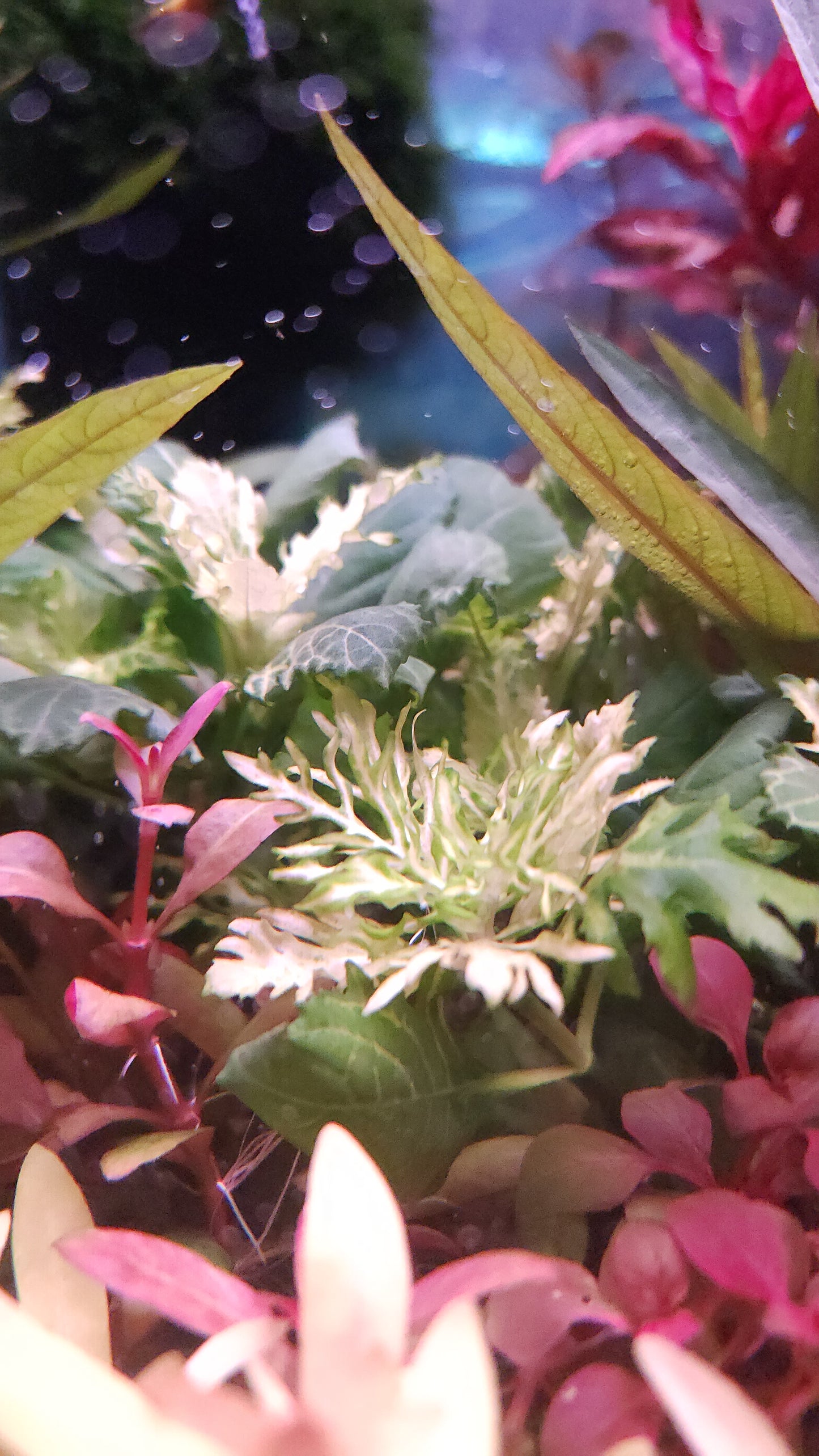 Hygrophila difformis variegated