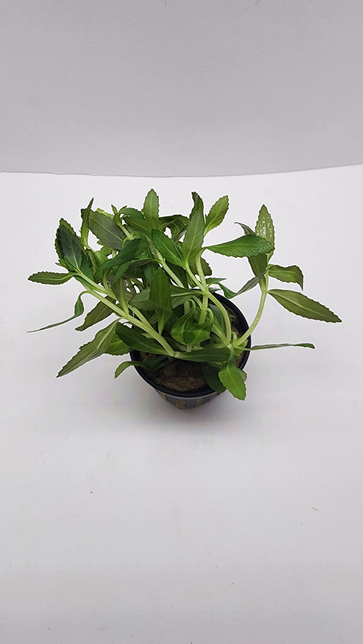 Limnophila aromatica red (belem)