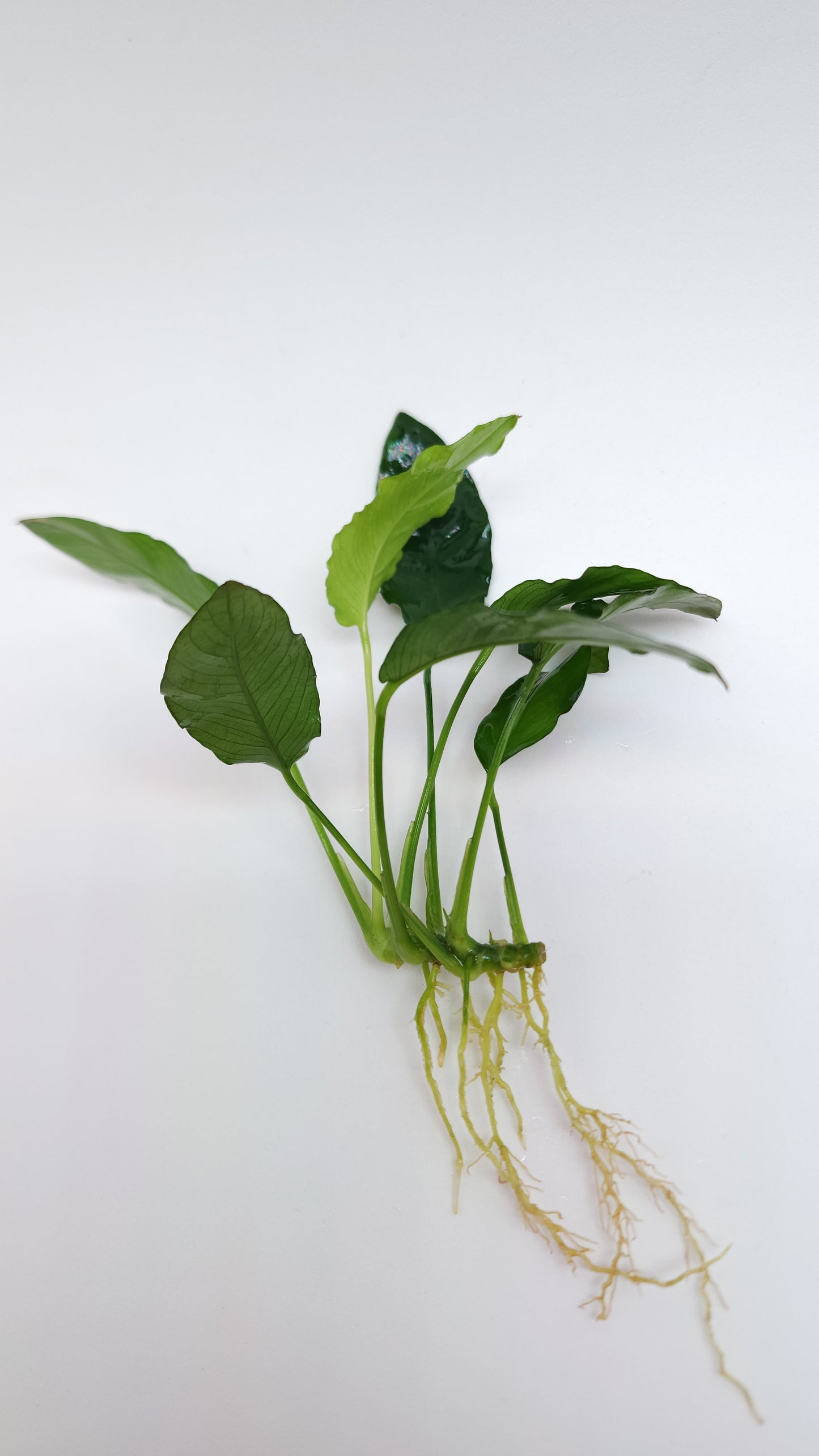 Anubias barteri var nana (paxing)