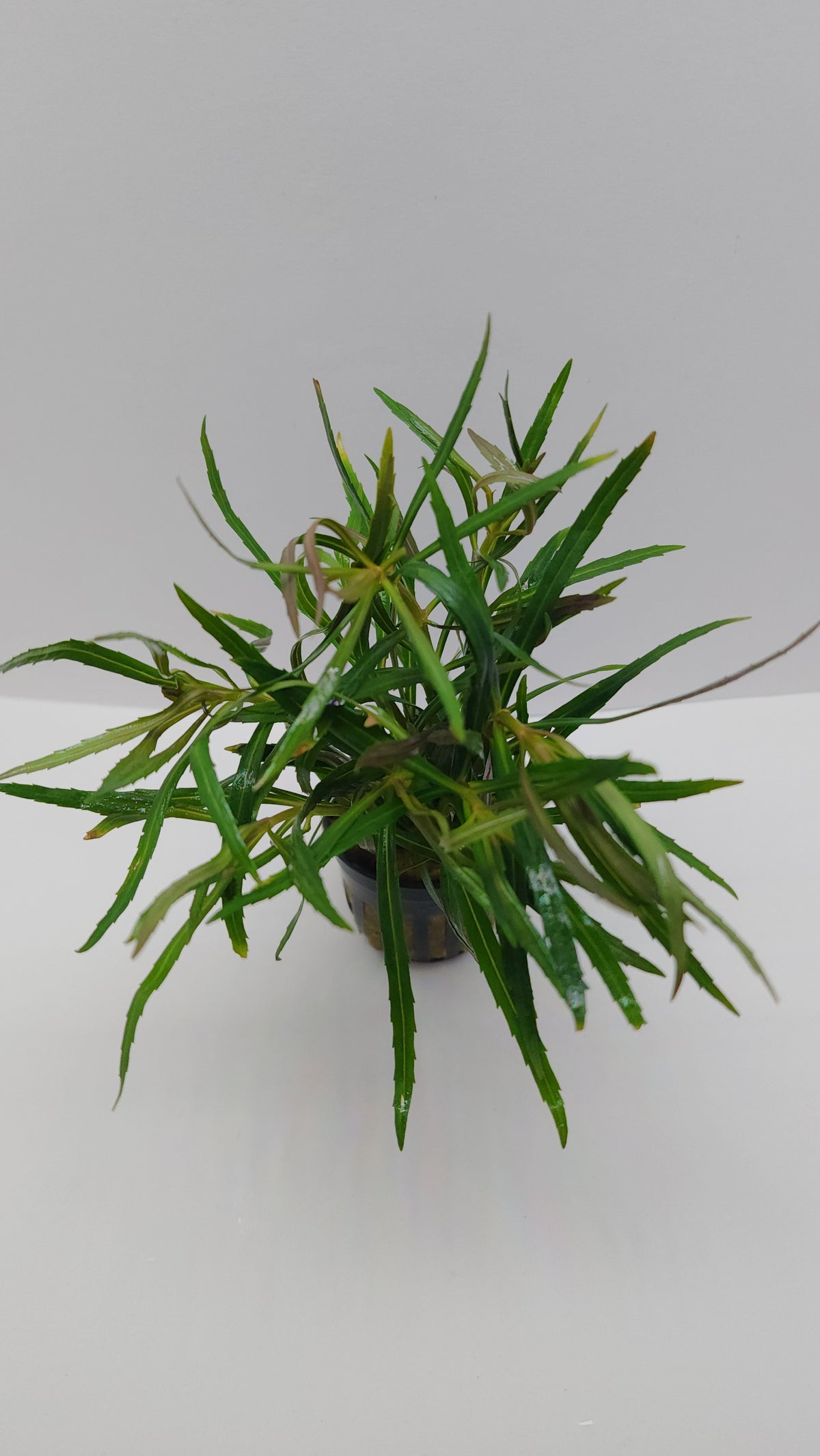 Pogostemon stellatus (Eustralis)