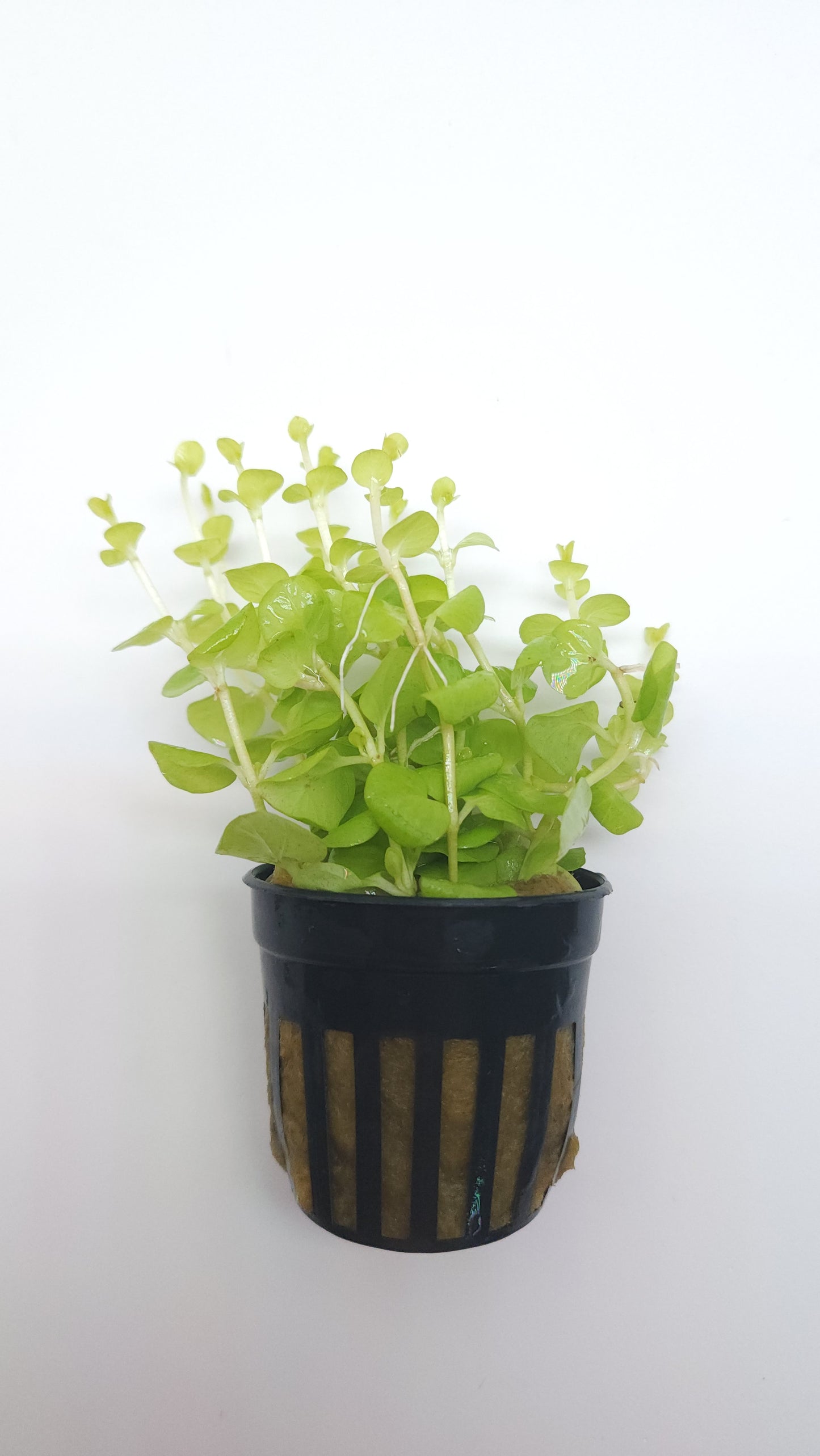 Lysimachia nummularia (Lloydiella golden)