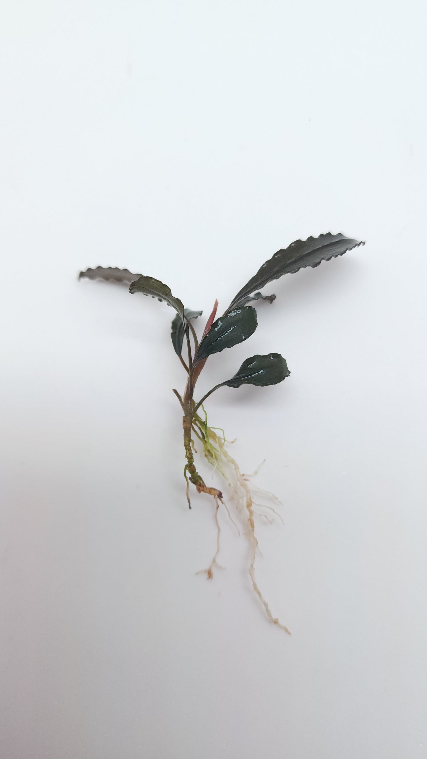 BUCEPHALANDRA SP. CHERISH 2