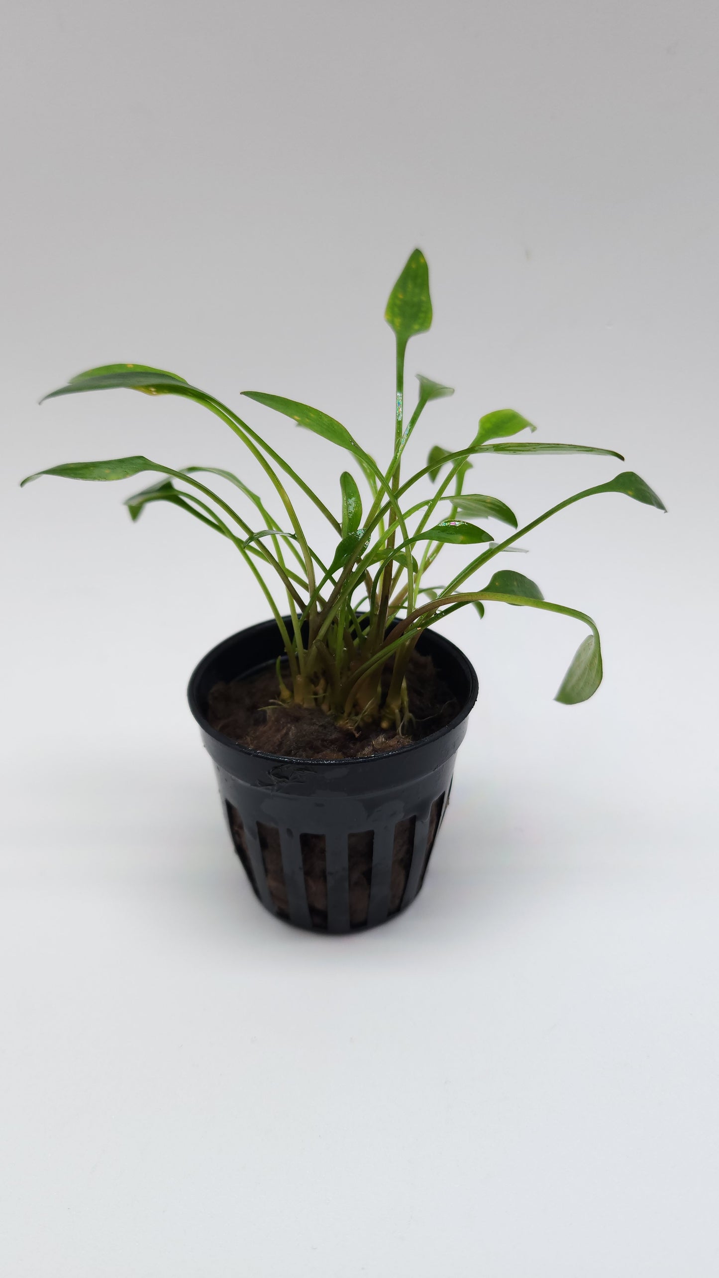 Cryptocoryne Lutea