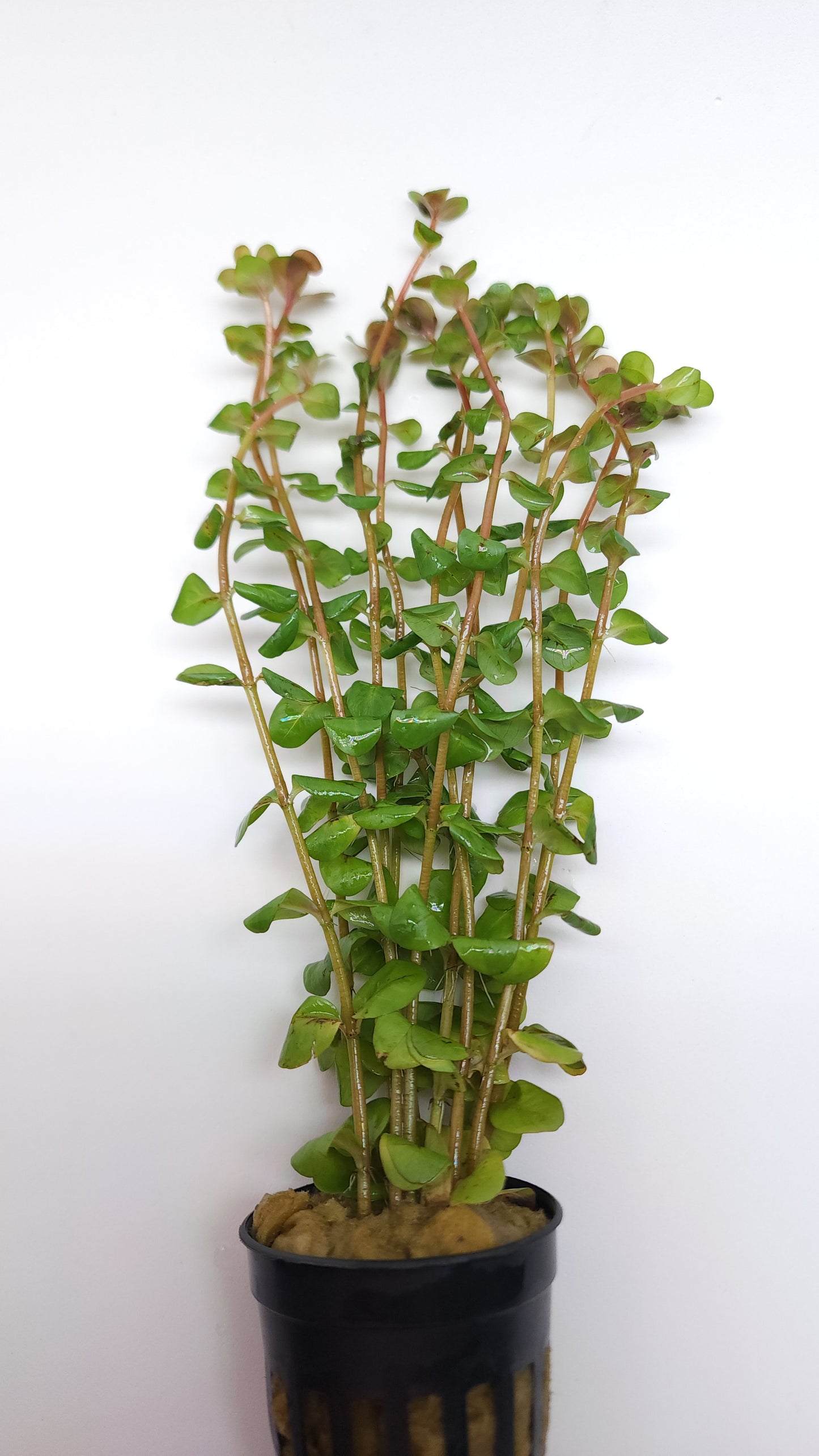 Rotala macrandra mini pink