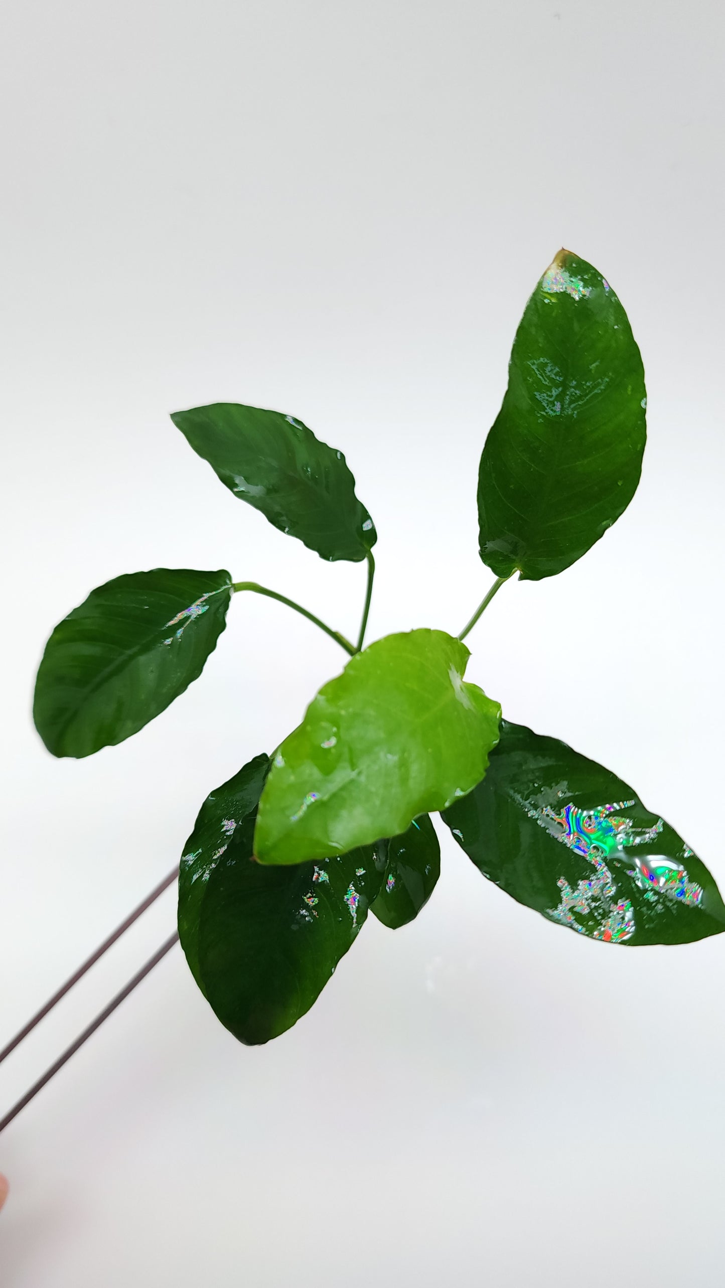 Anubias barteri var nana (paxing)