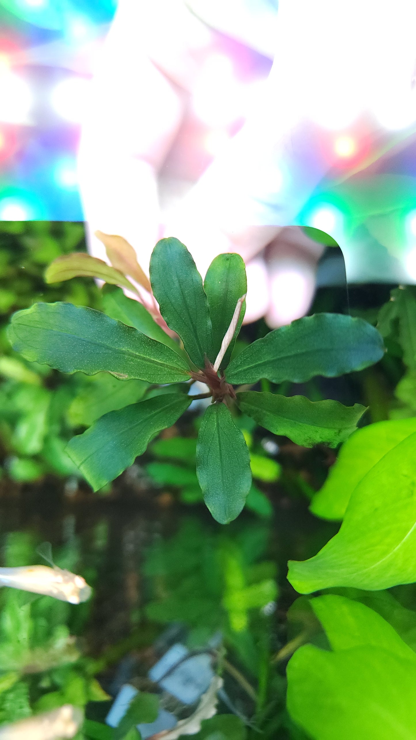 BUCEPHALANDRA ARTEMIS