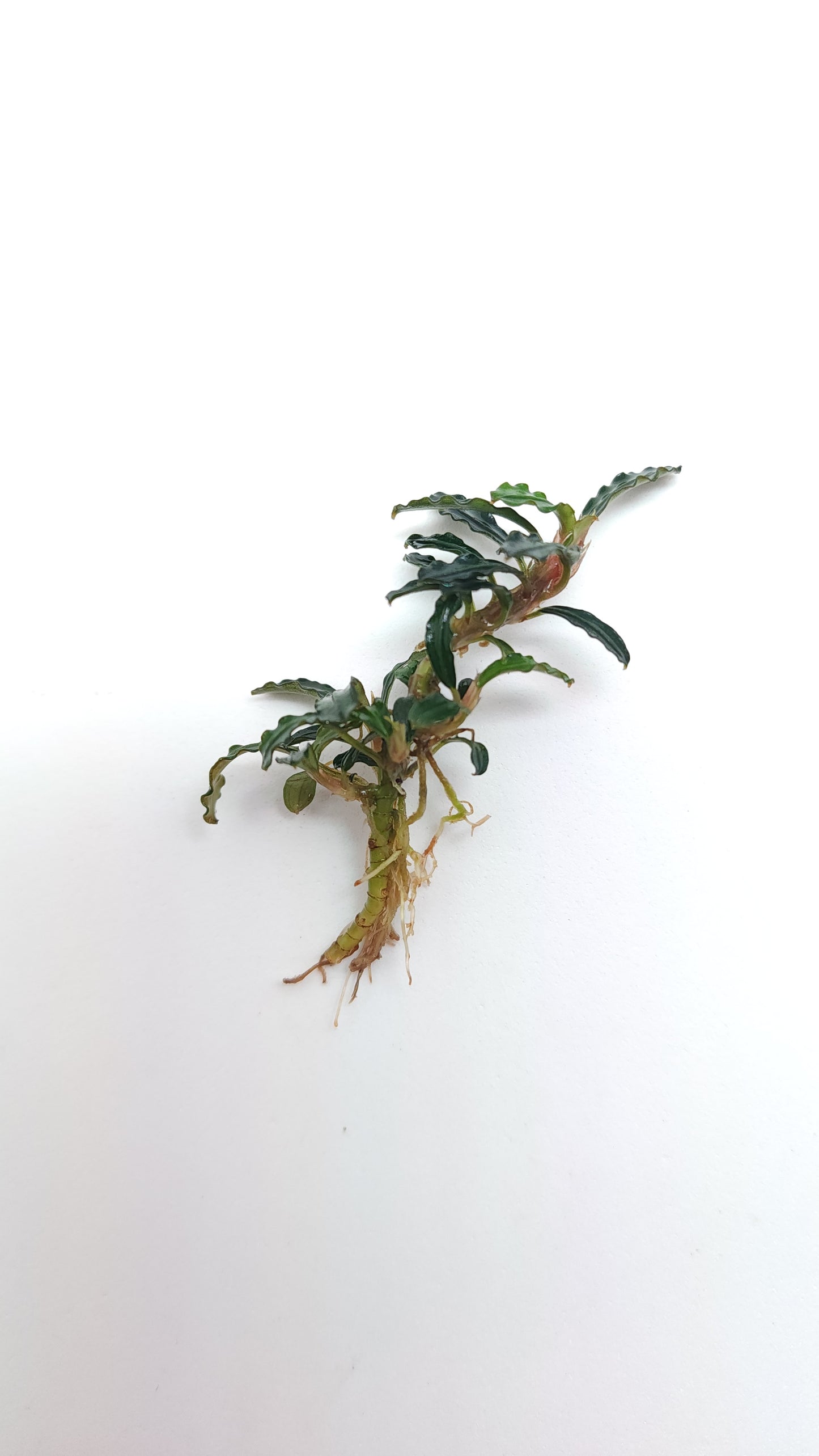 BUCEPHALANDRA BOYAN MINI NARROW