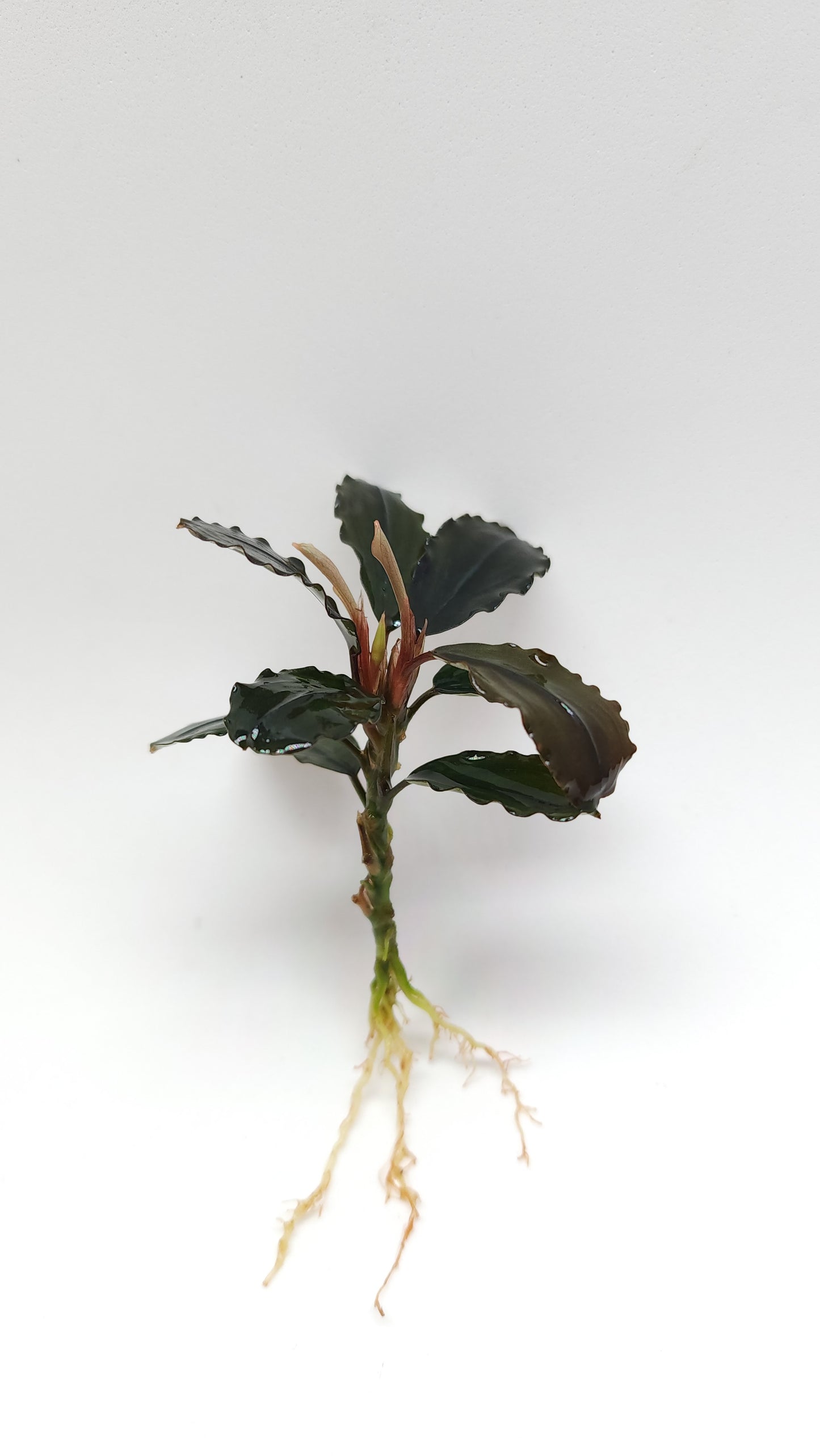 BUCEPHALANDRA SP. HADES