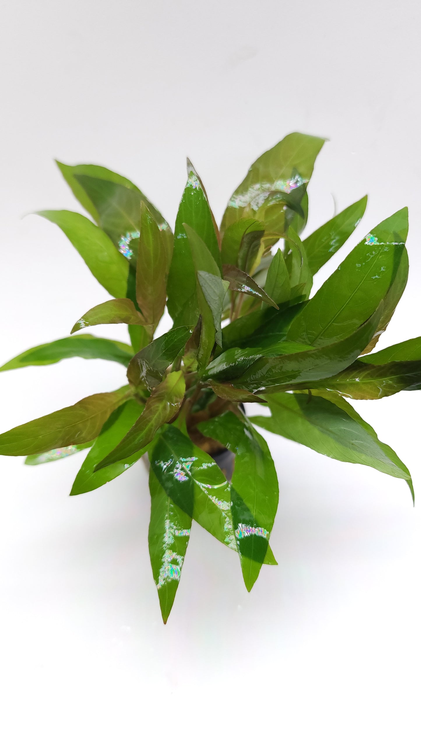 Hygrophila corymbosa (siamensis/stricta)