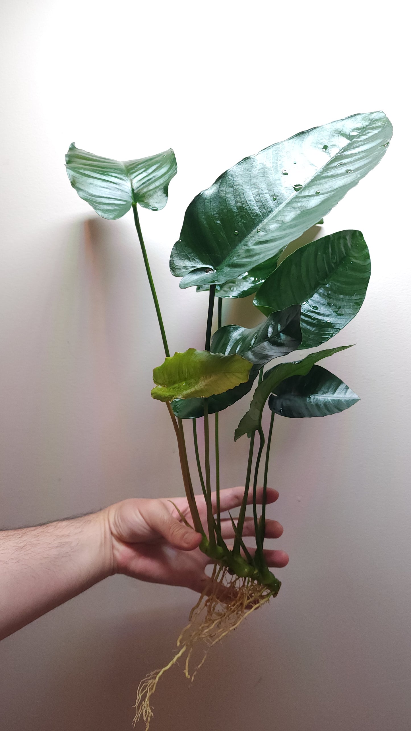 Anubias barteri var barteri Extra Large