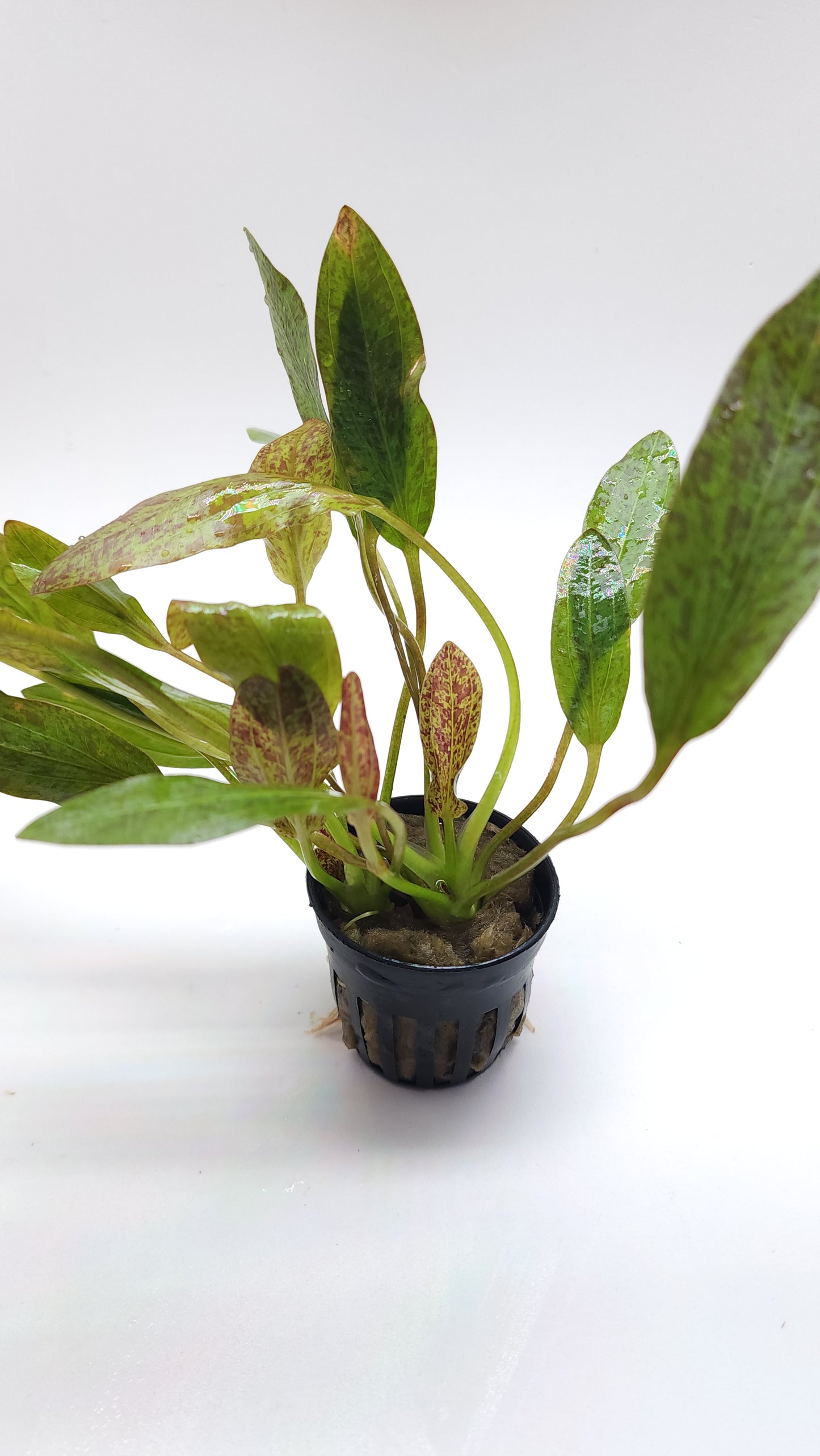 Echinodorus Little mystery