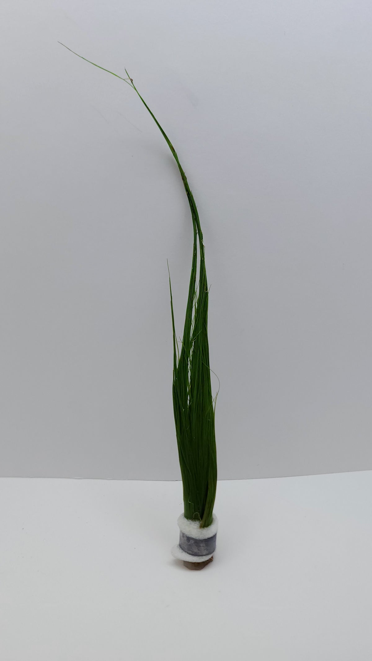Eleocharis vivipara ‘Tall Hairgrass’