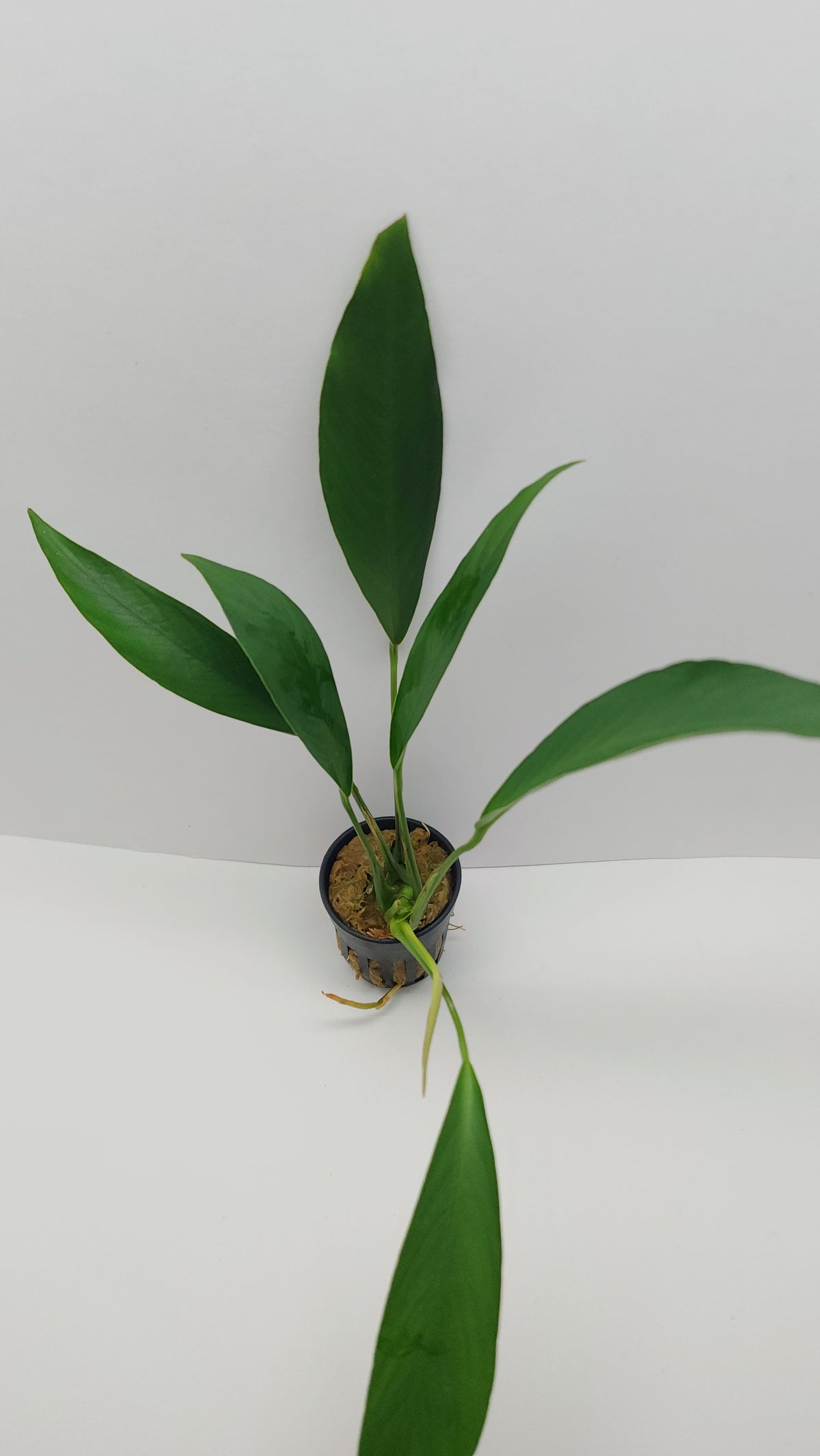 Anubias Barteri var Glabra