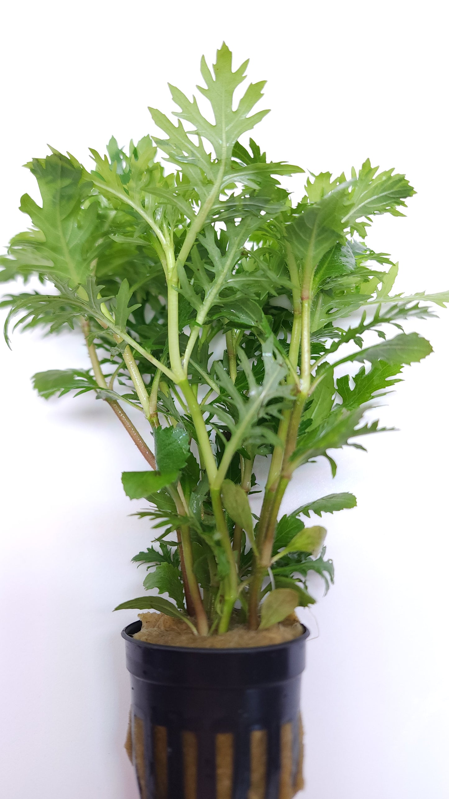 Hygrophila difformis
