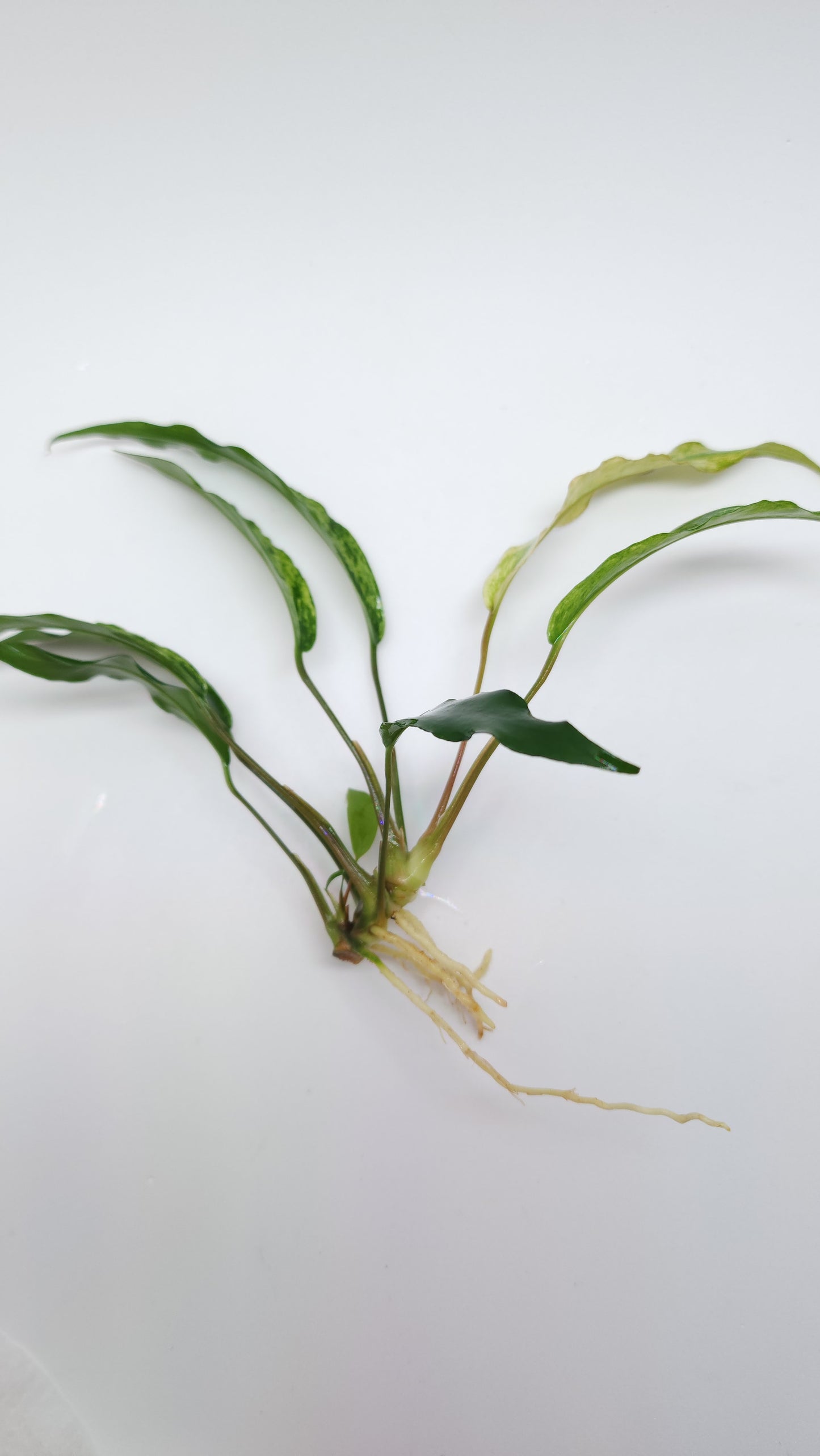 Anubias Barteri var Glabra (Minima)