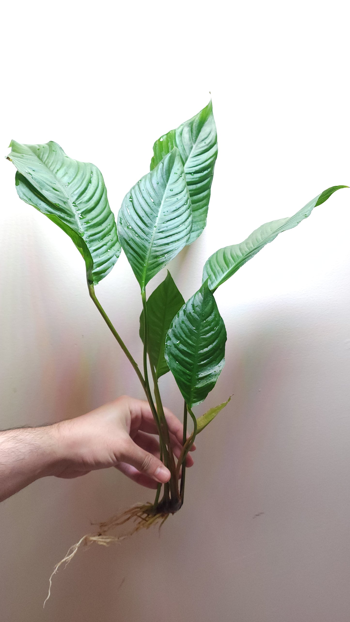 Anubias heterophylla Extra Large