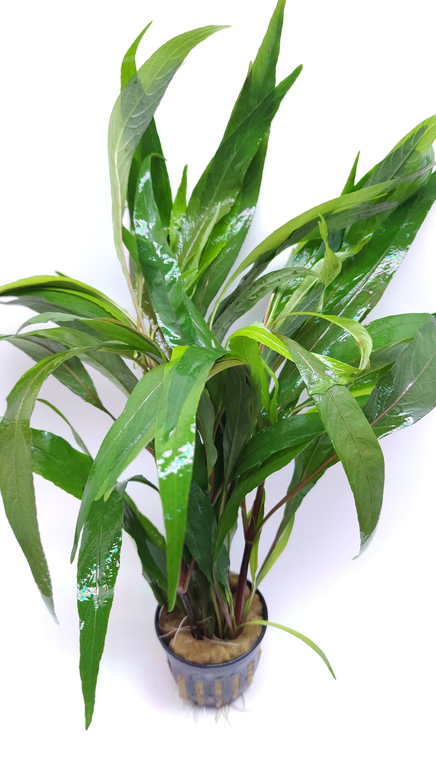 Hygrophila lacustris
