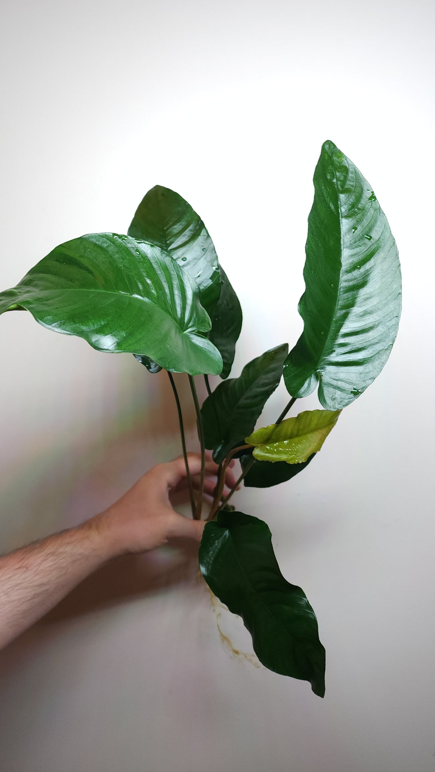 Anubias barteri var barteri Extra Large