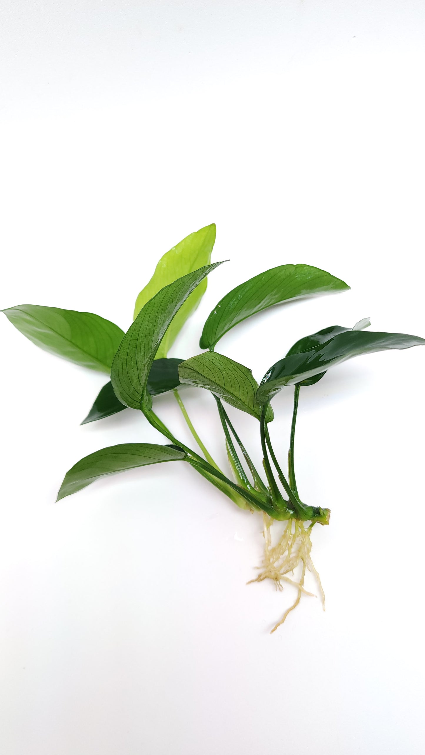 Anubias barteri var nana (type 3)