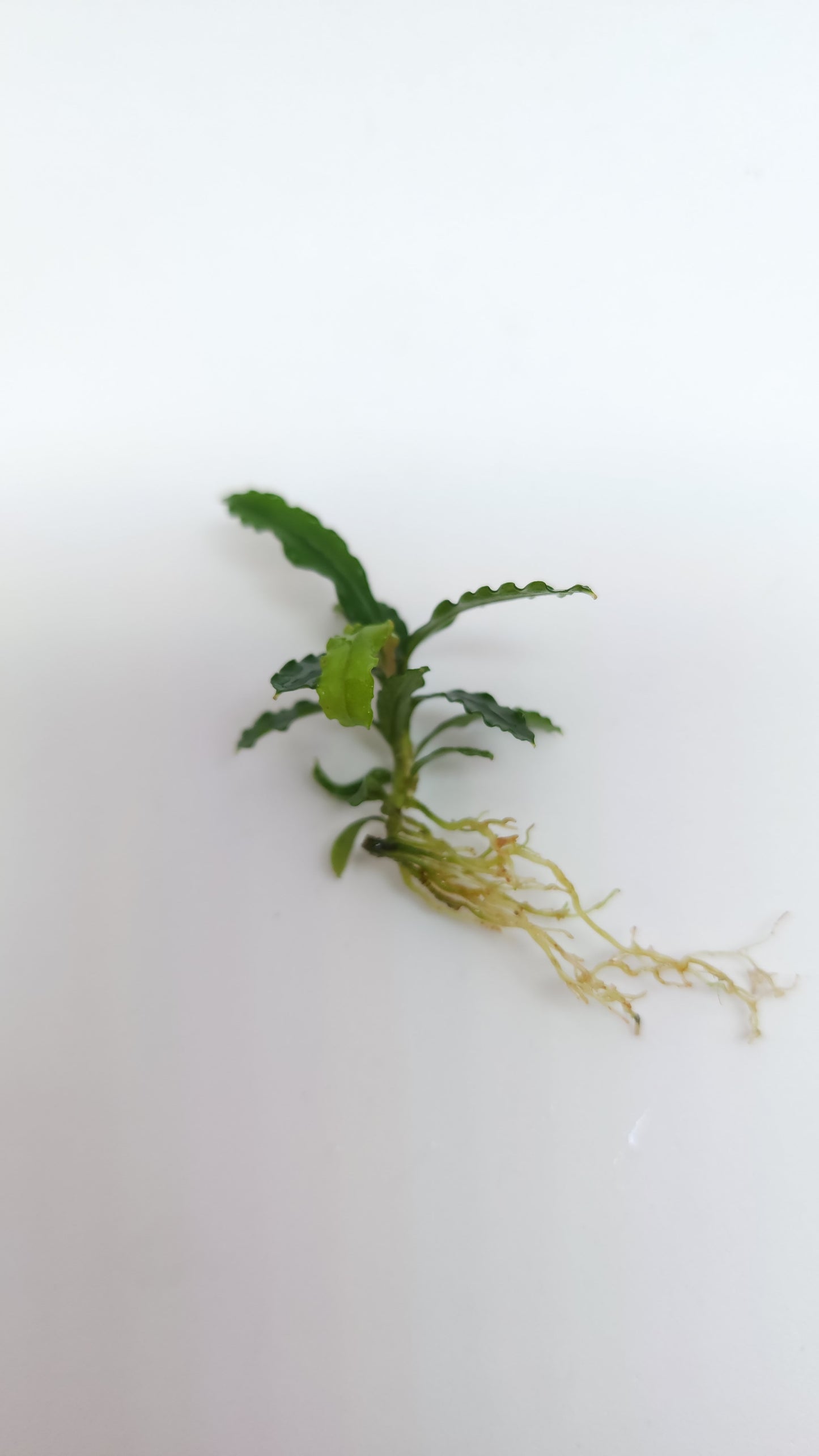 BUCEPHALANDRA SP. BIBILIS SKYBLUE