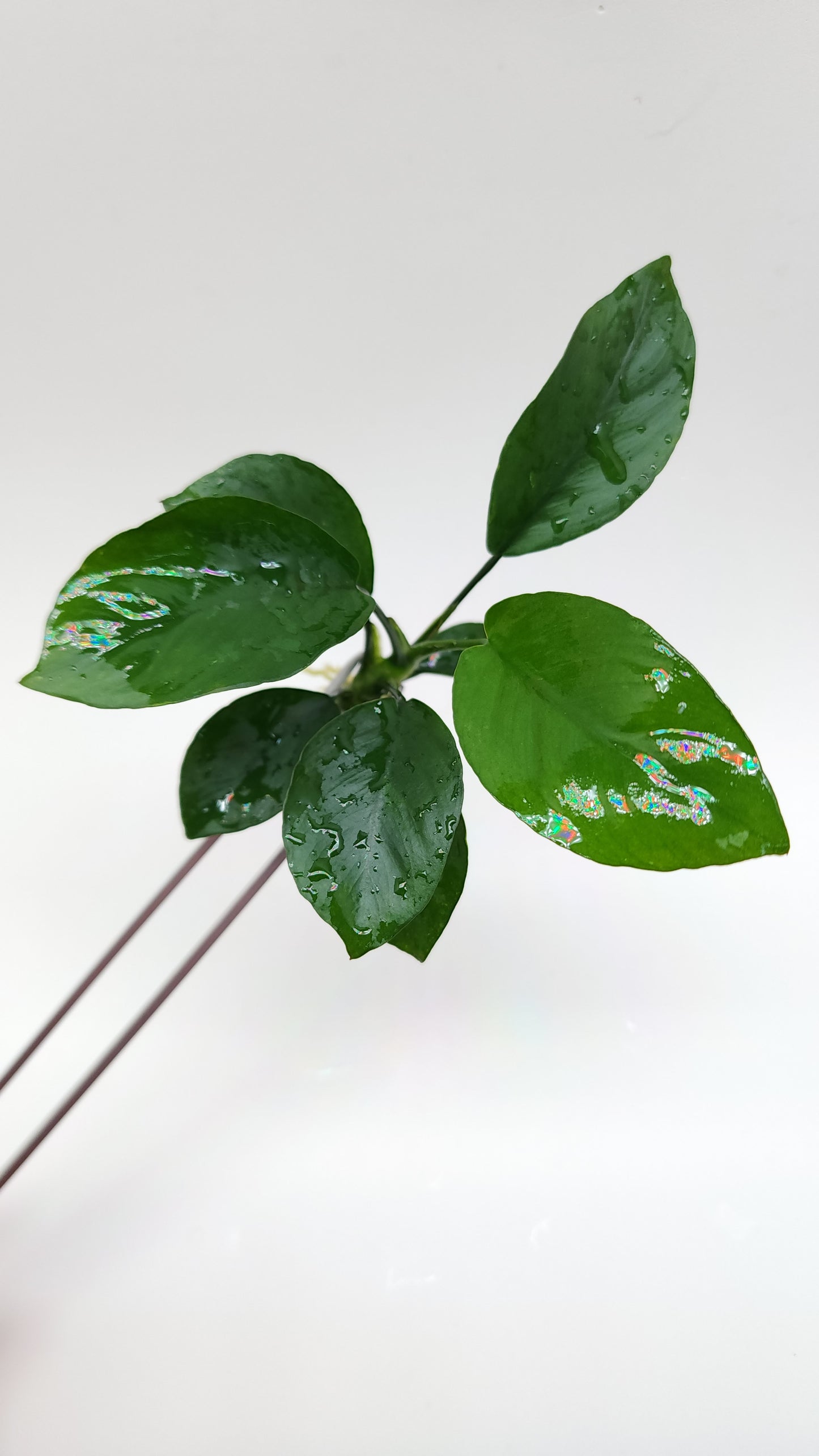 Anubias barteri var nana (diamond)