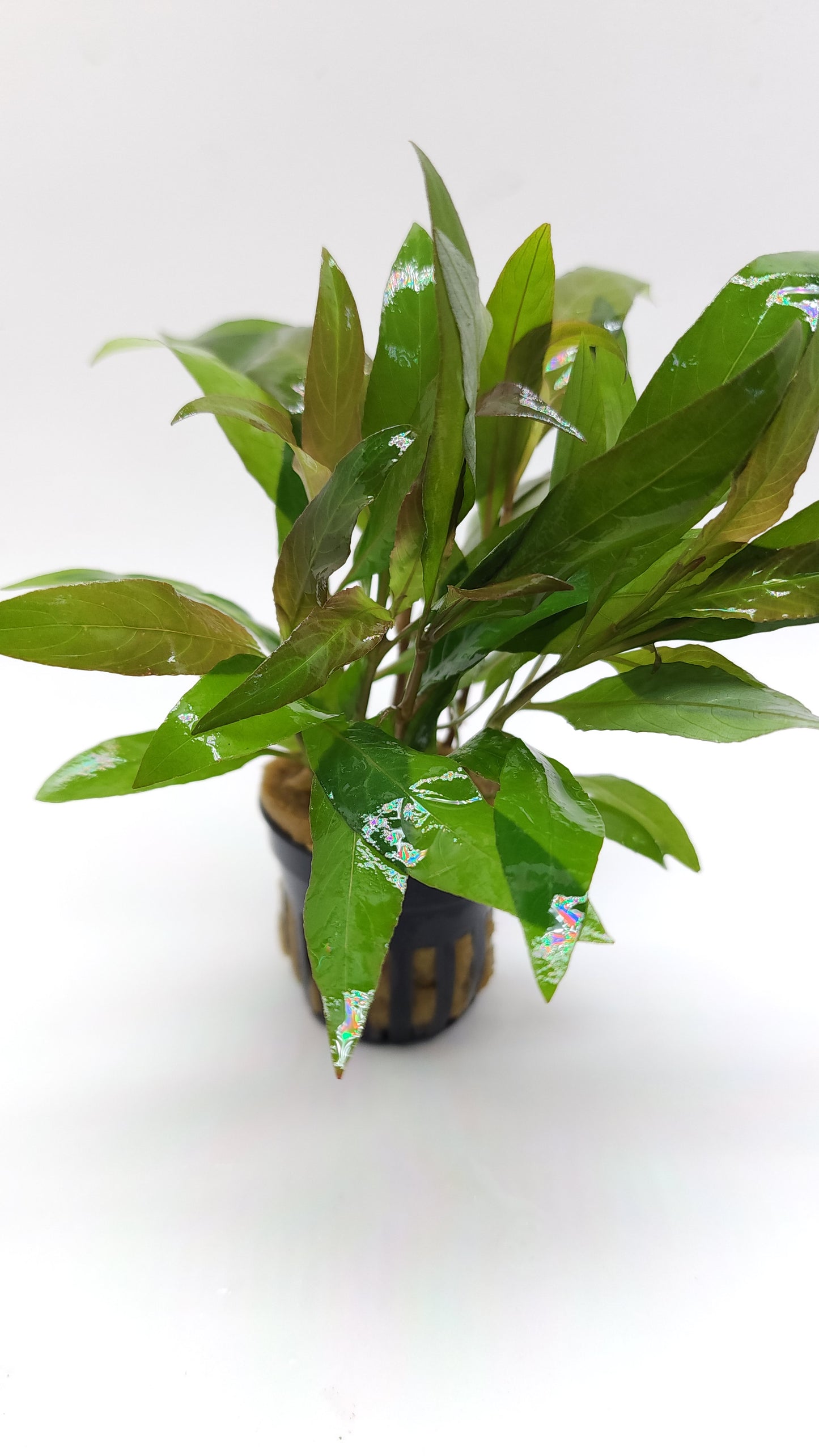 Hygrophila corymbosa (siamensis/stricta)