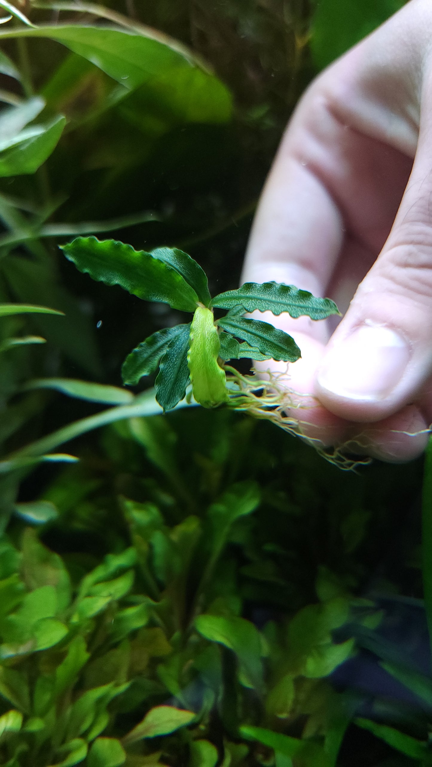 BUCEPHALANDRA SP. BIBILIS SKYBLUE