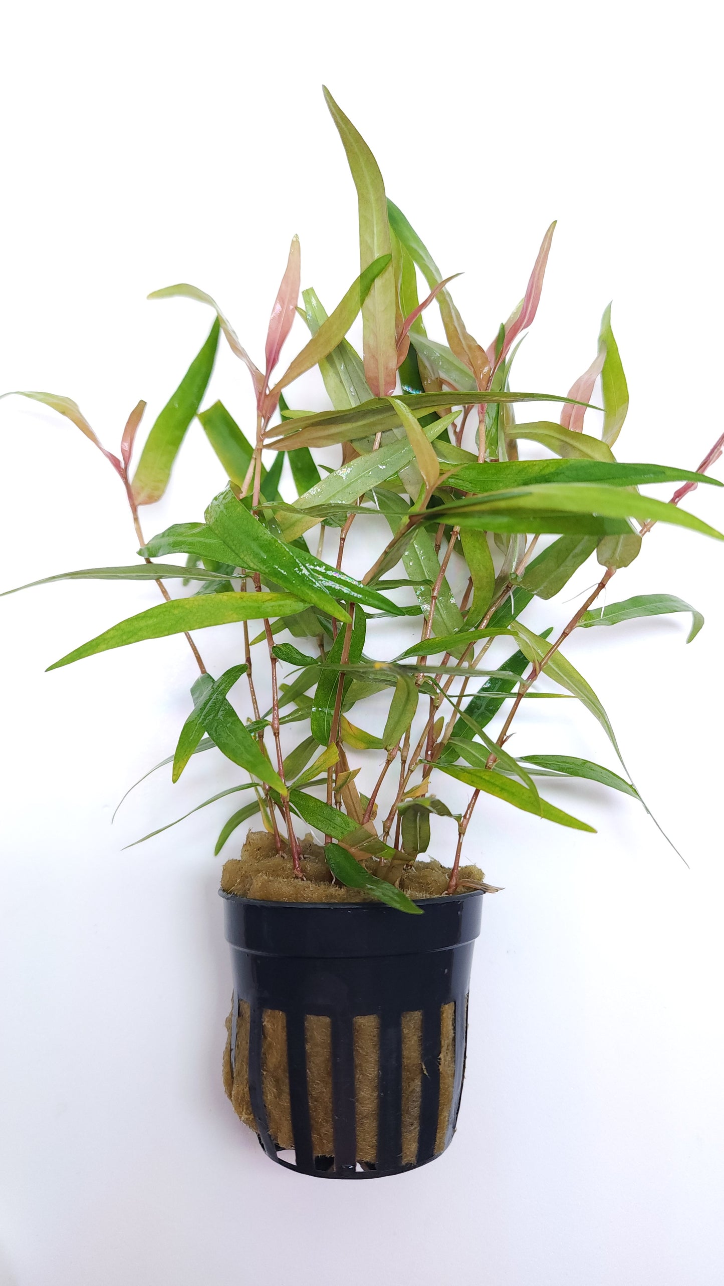 Polygonum Sao Paulo red