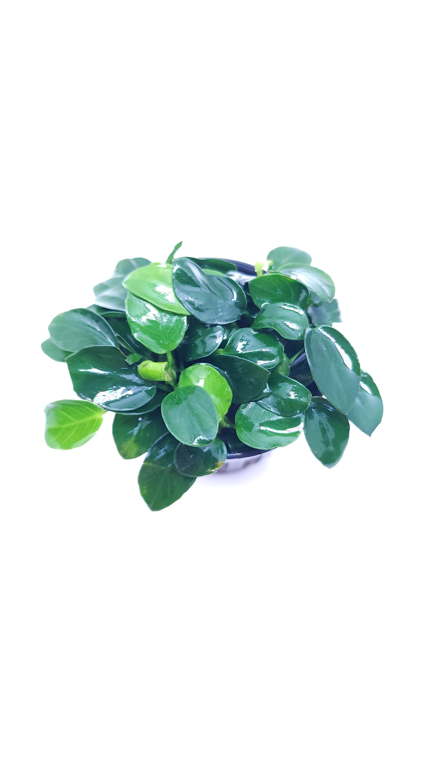 Anubias Nana petite