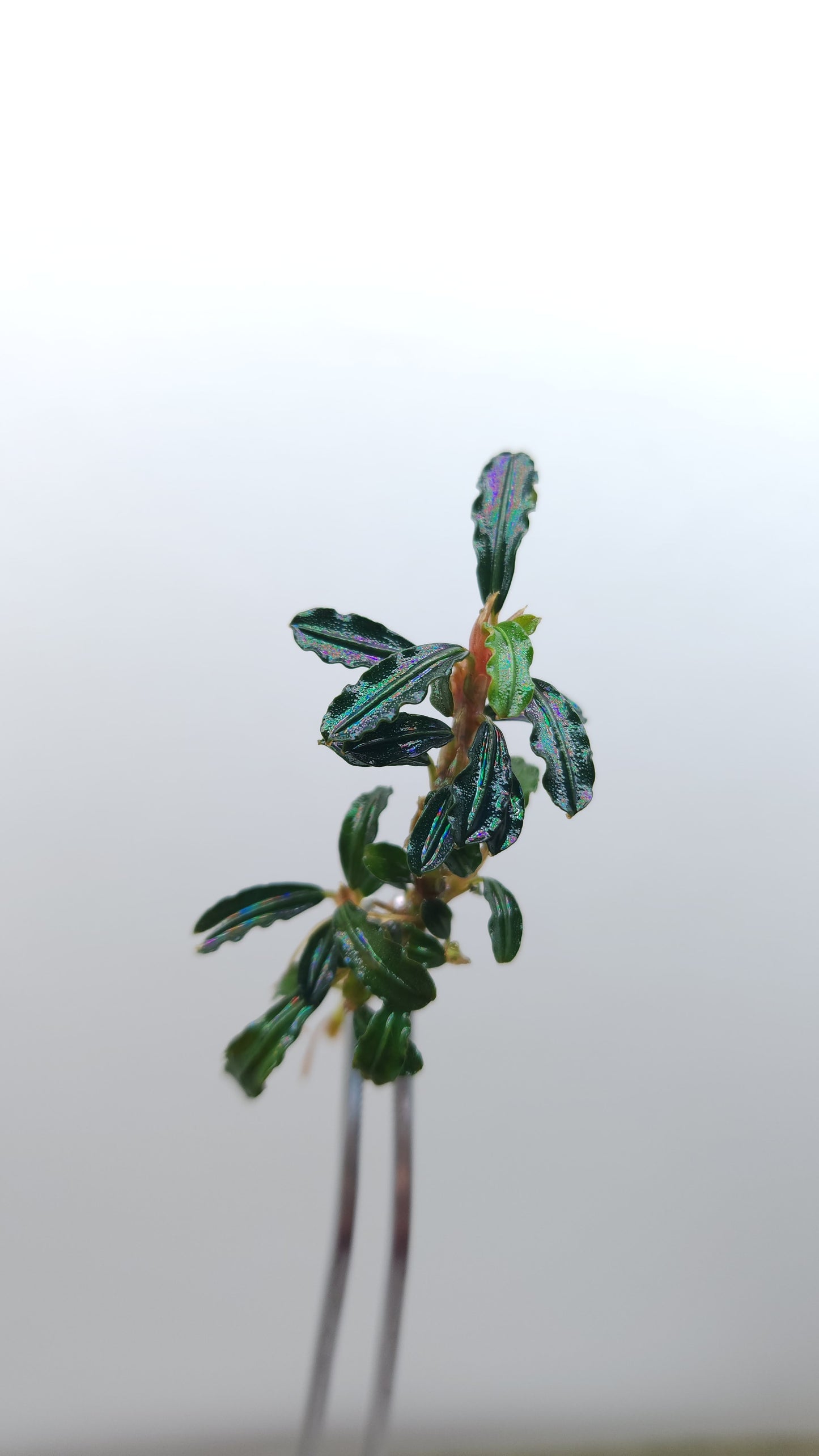 BUCEPHALANDRA BOYAN MINI NARROW