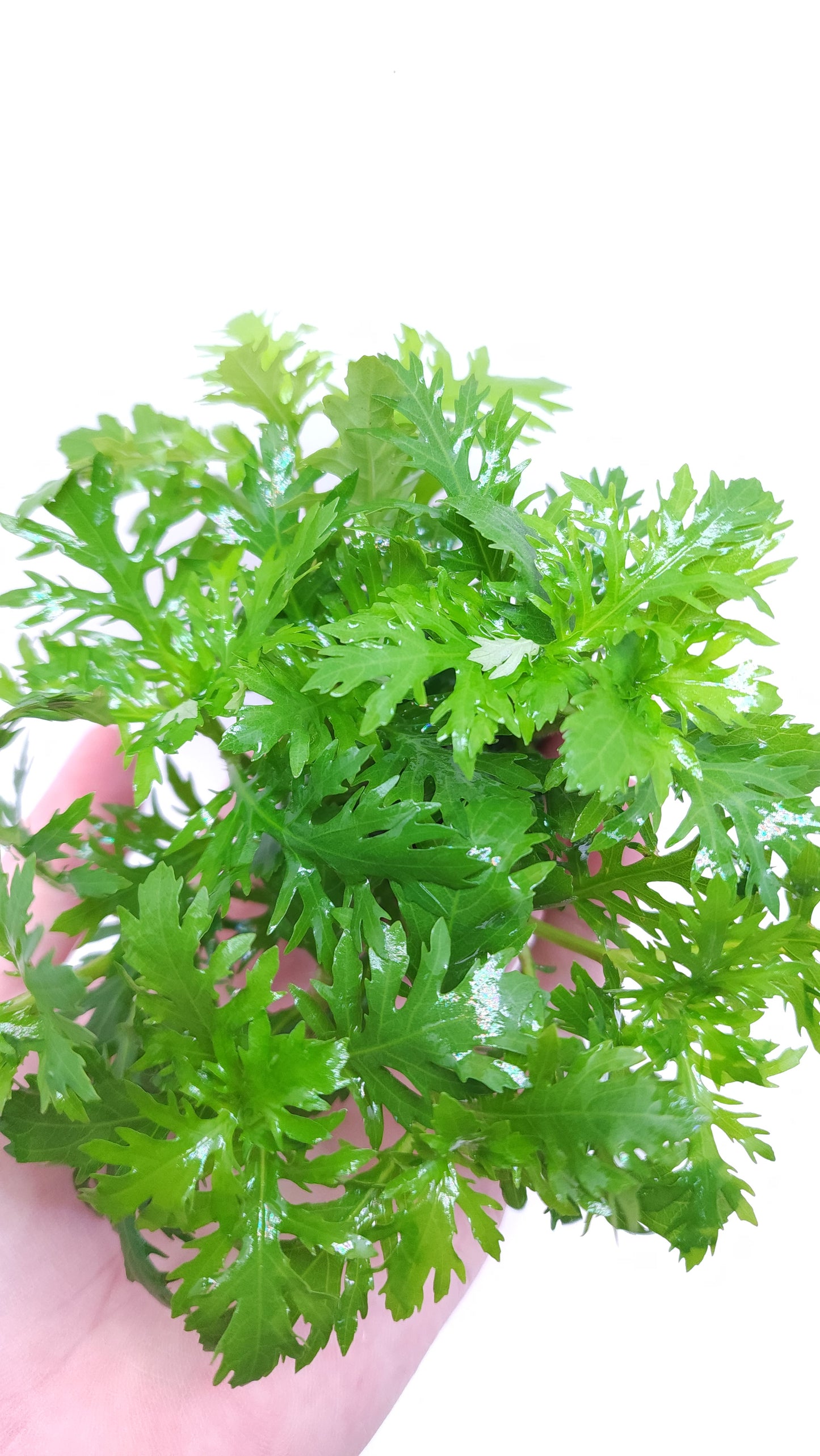 Hygrophila difformis