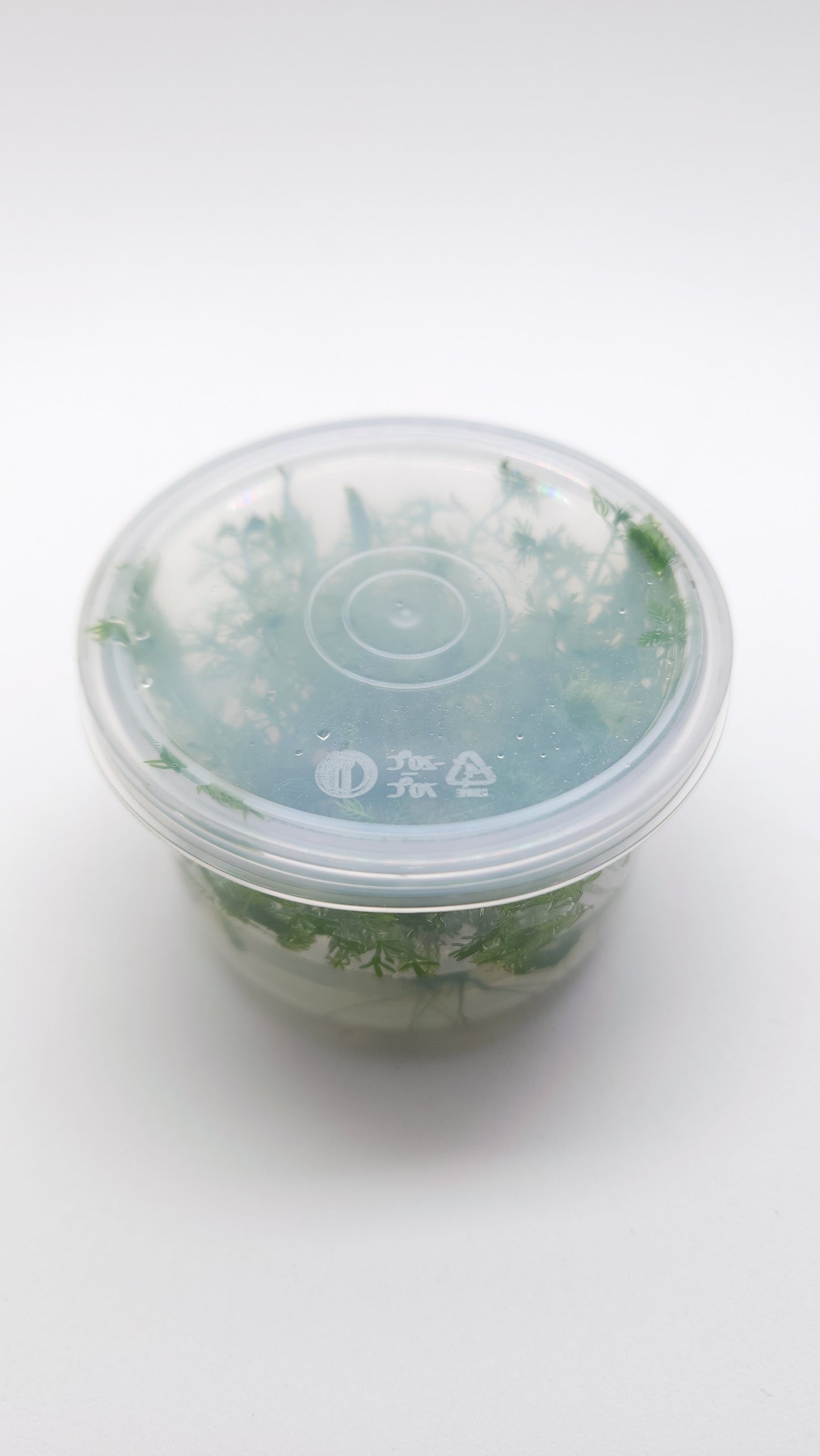 Myriophyllum elatinoides (Snowflake) T/C CUP